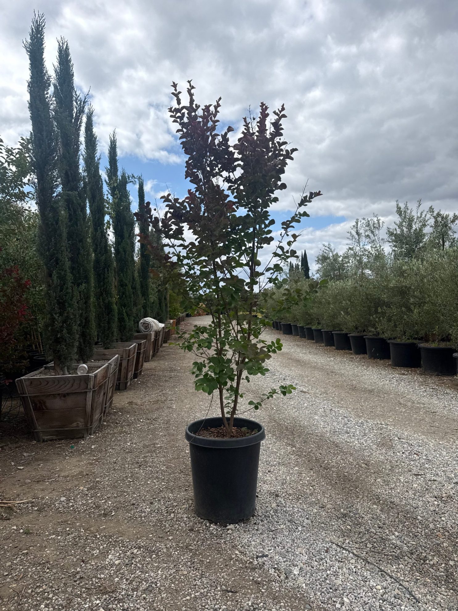All Season Nursery INC.