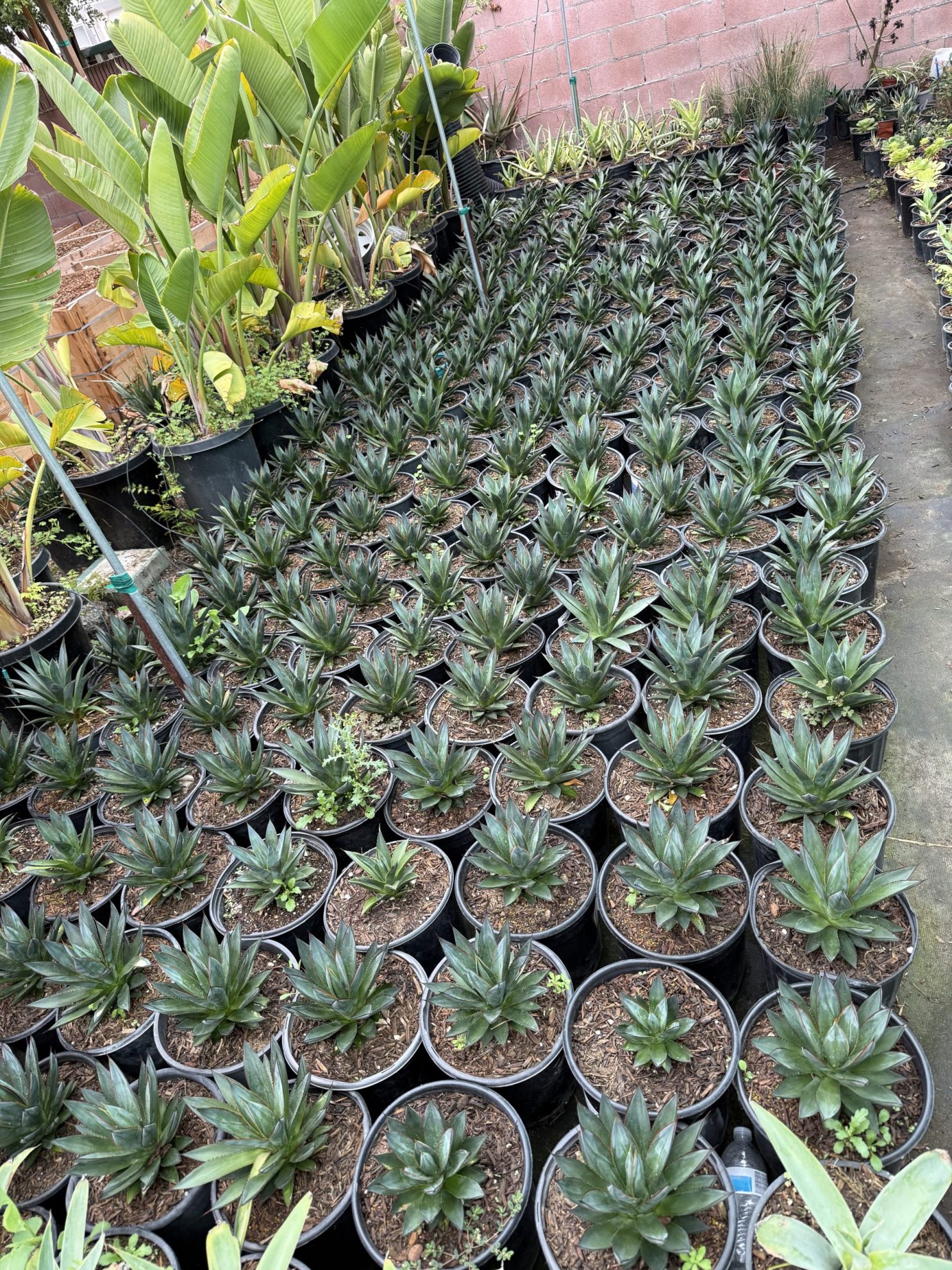 All Season Nursery INC.