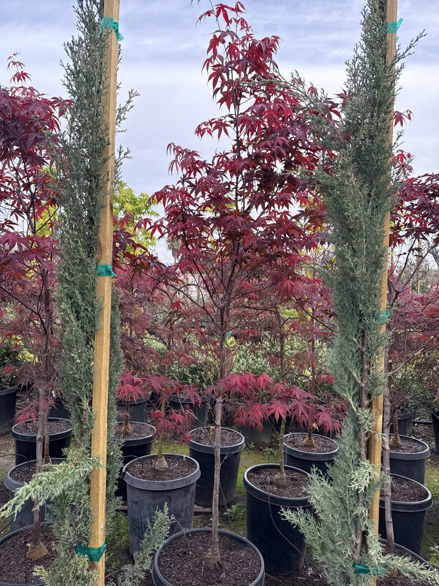 All Season Nursery INC.