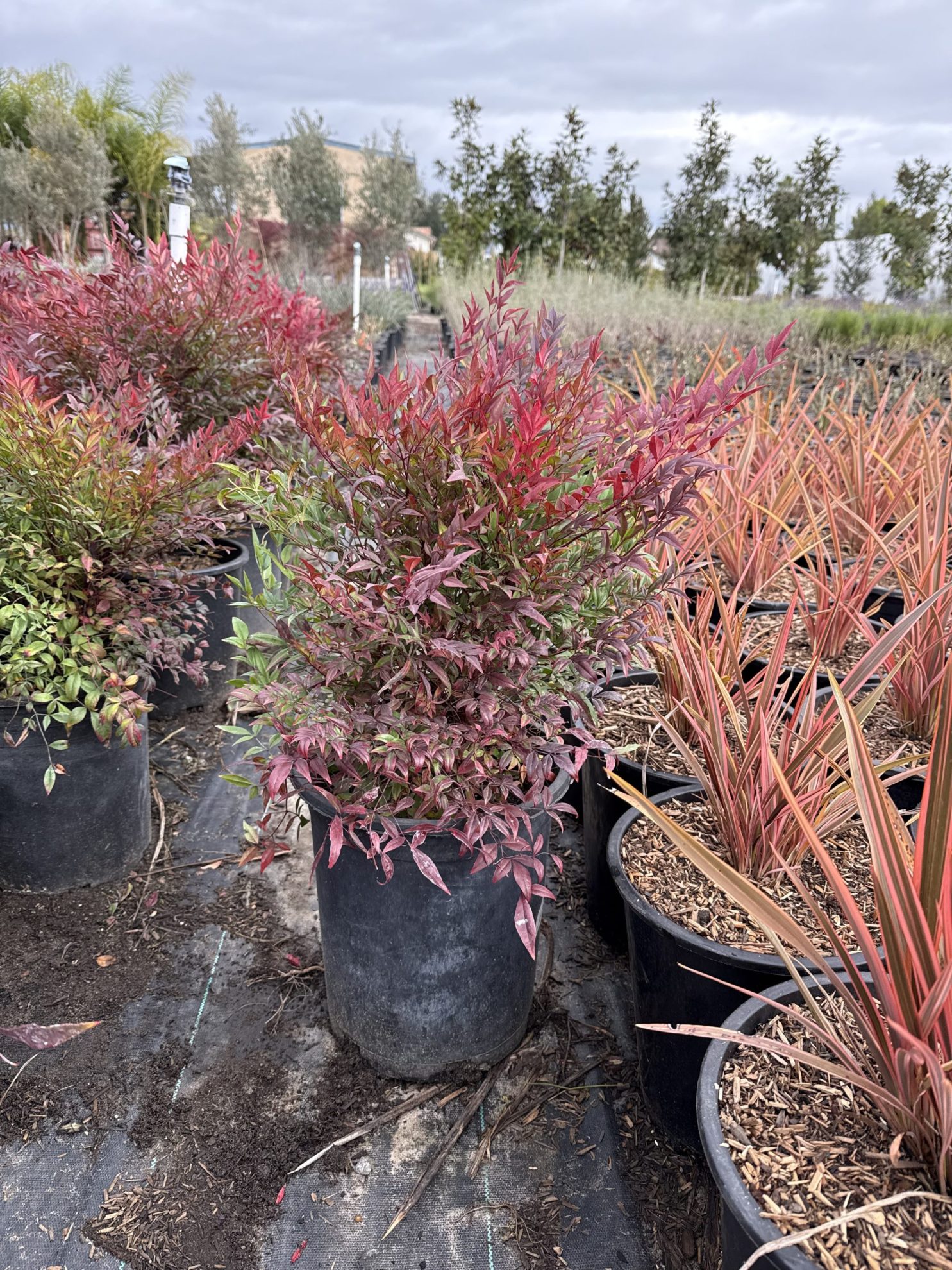 All Season Nursery INC.