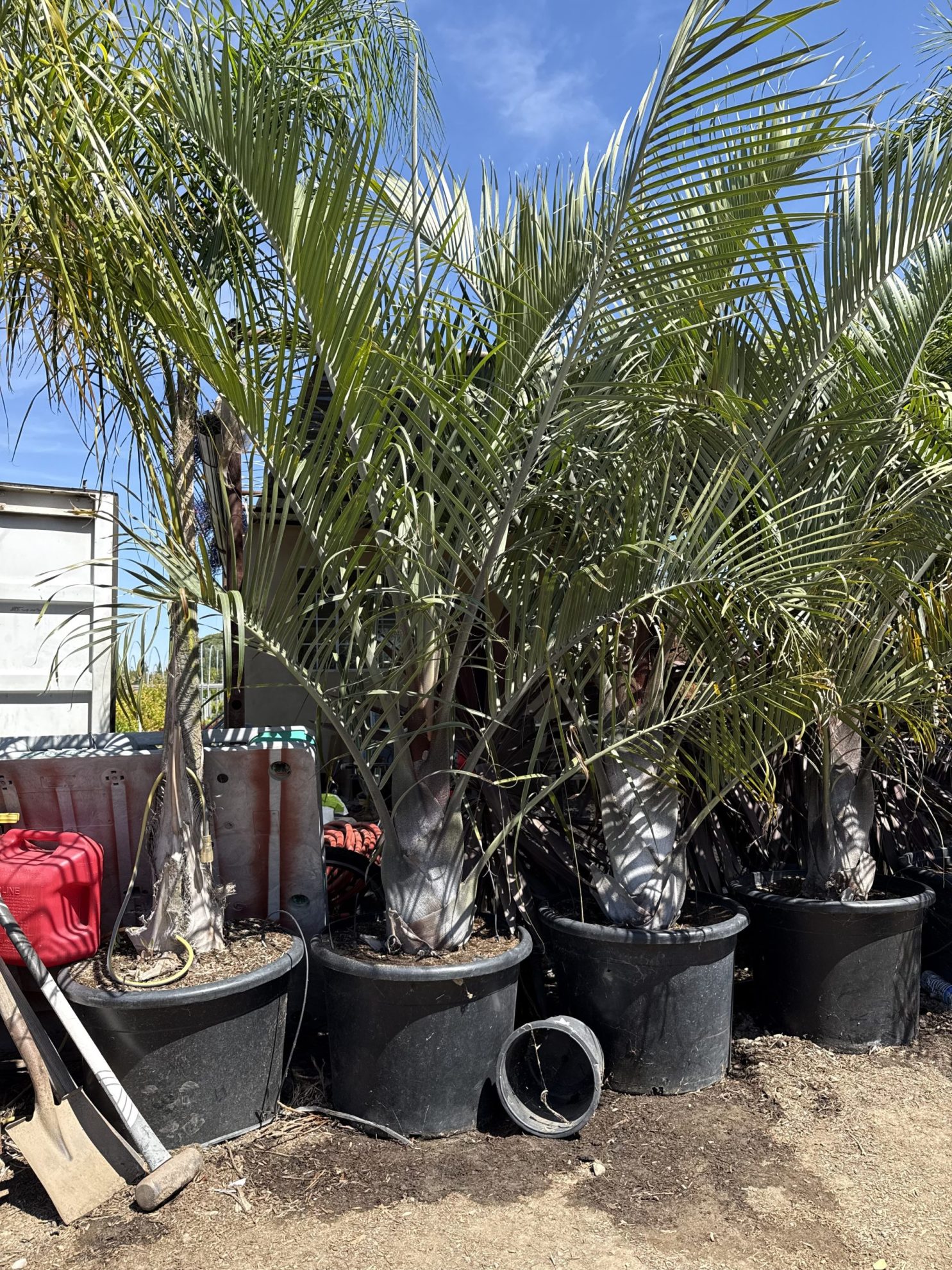 All Season Nursery INC.