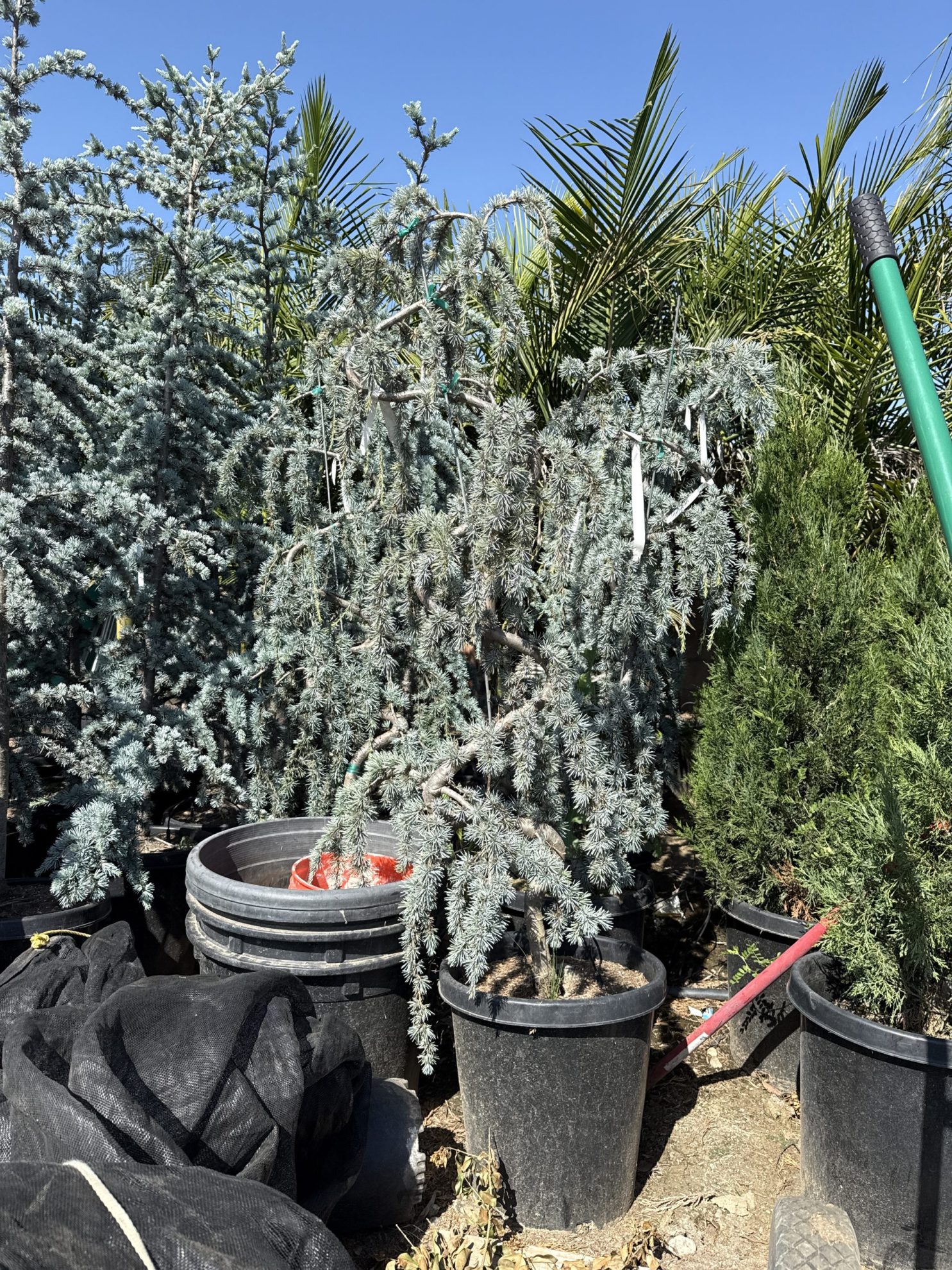 All Season Nursery INC.