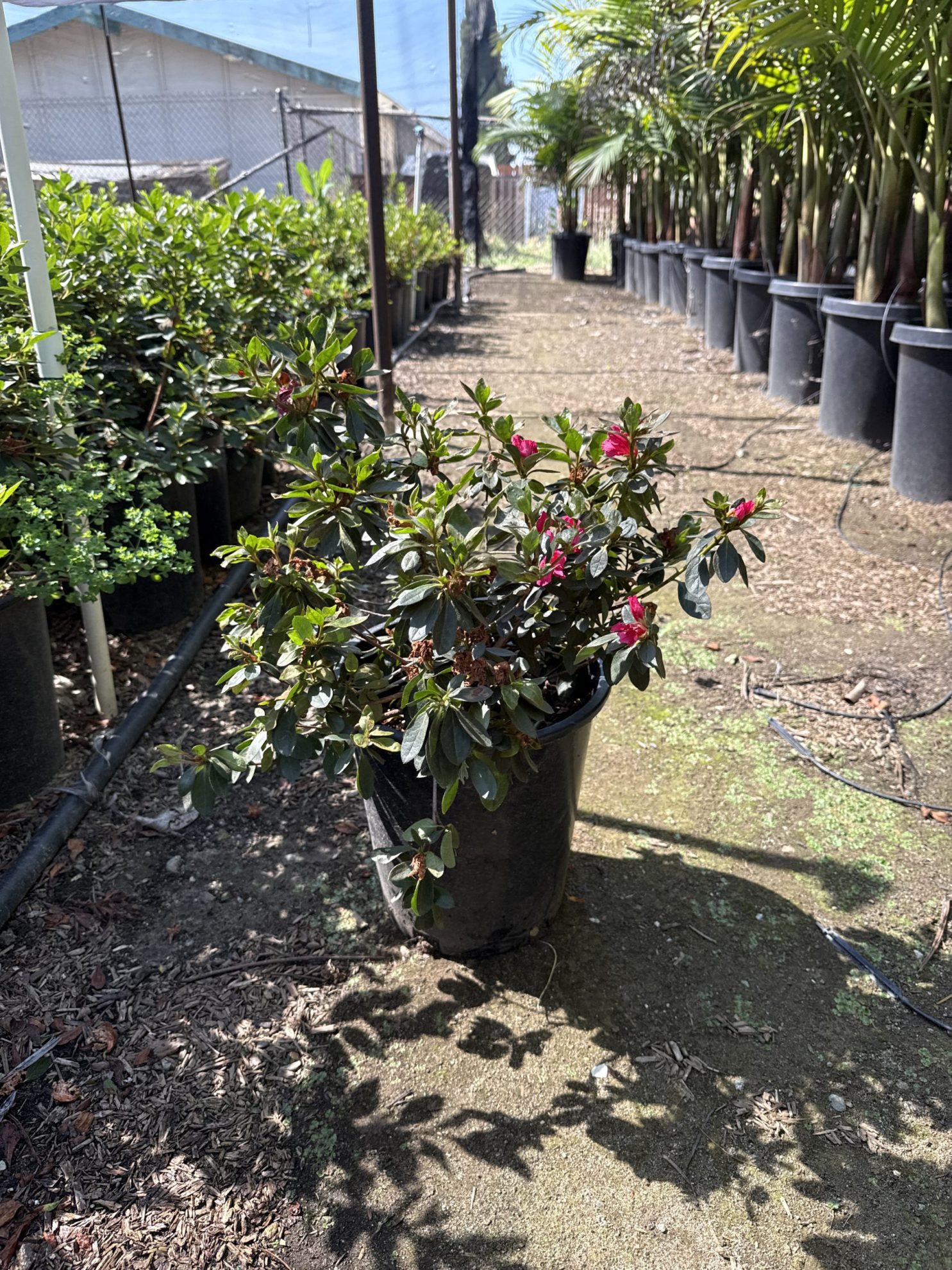 All Season Nursery INC.