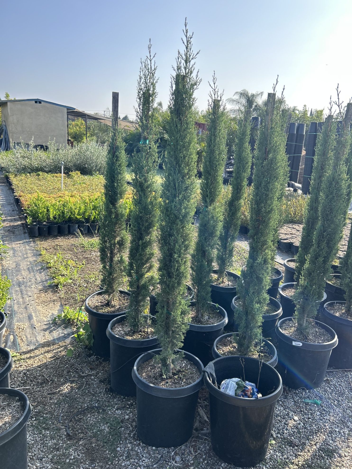 All Season Nursery INC.