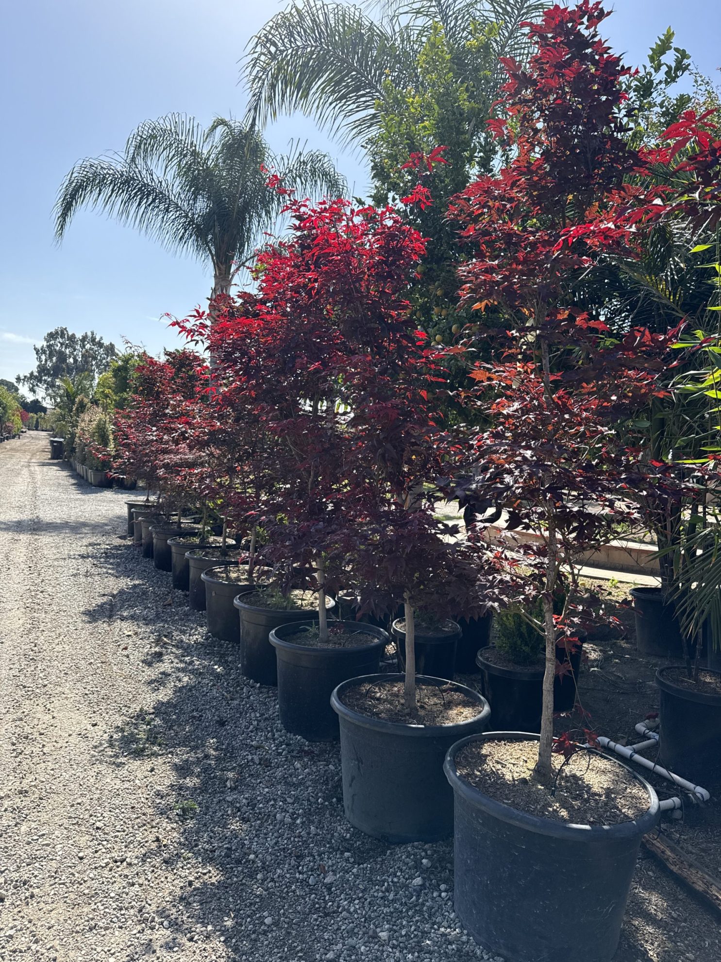 All Season Nursery INC.
