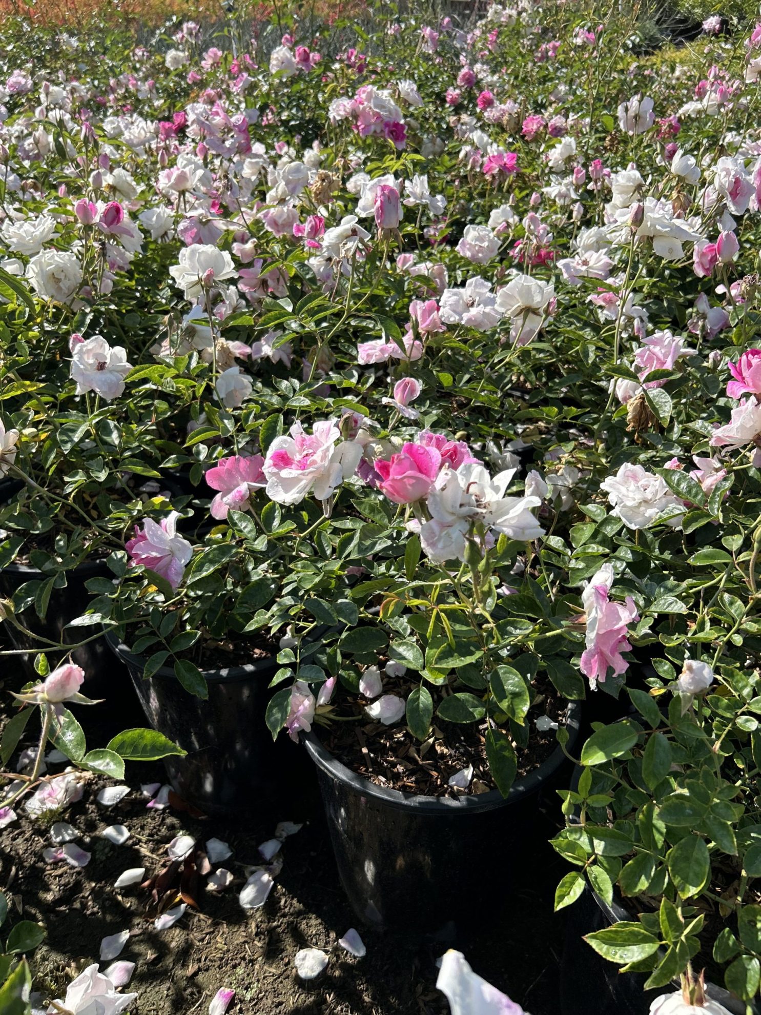 All Season Nursery INC.