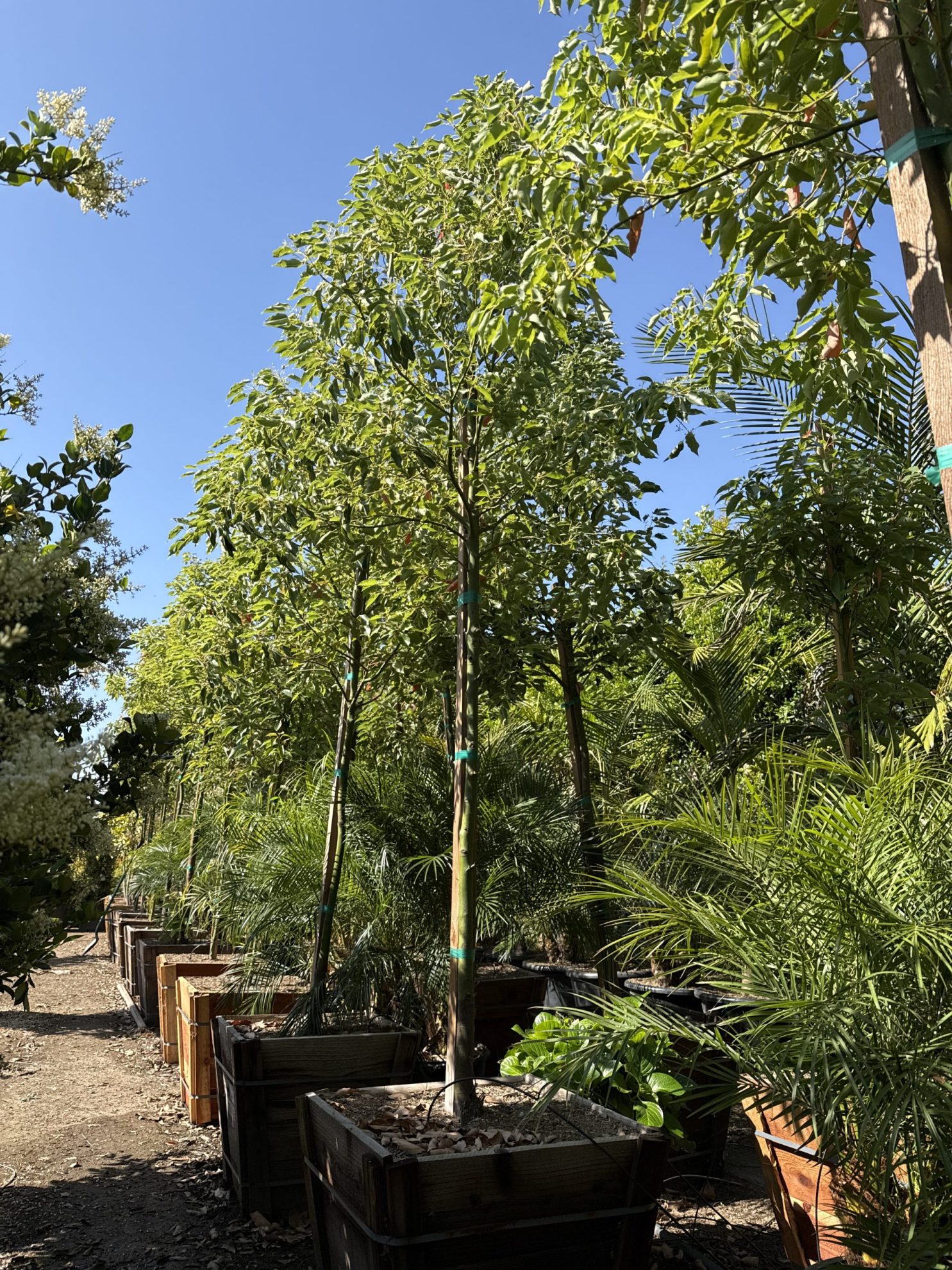 All Season Nursery INC.