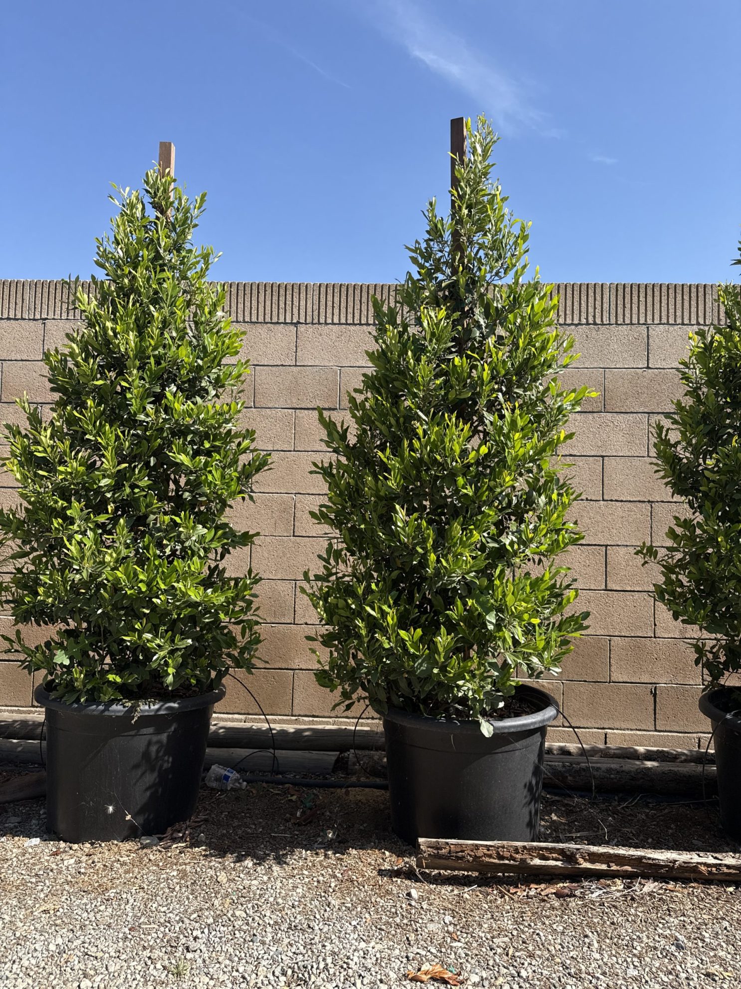 All Season Nursery INC.