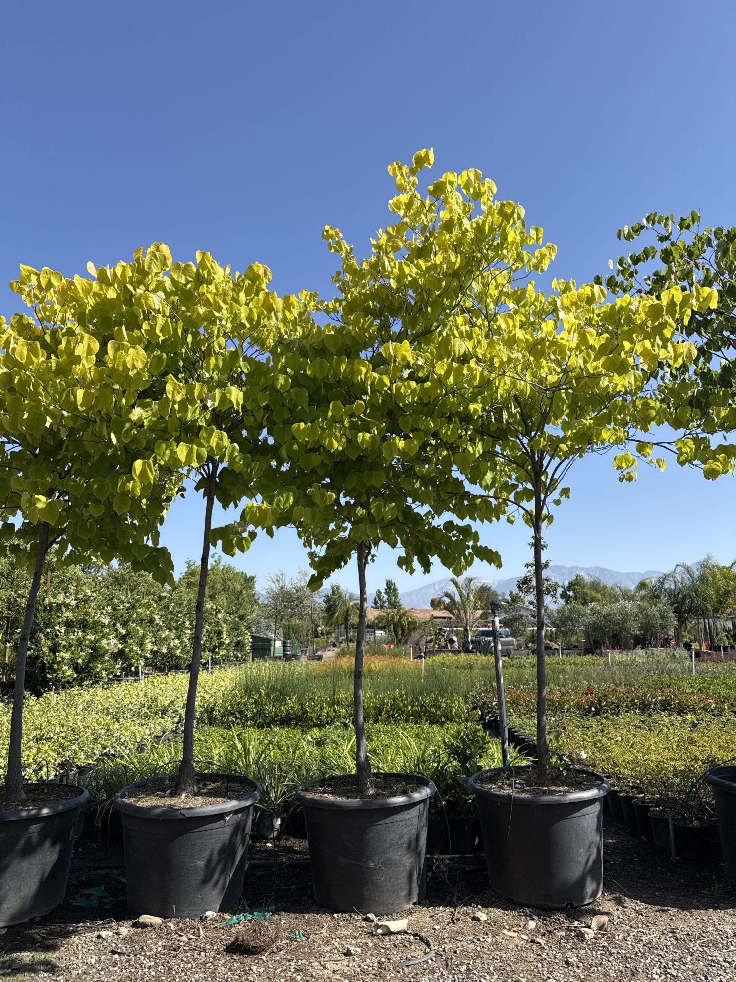 All Season Nursery INC.