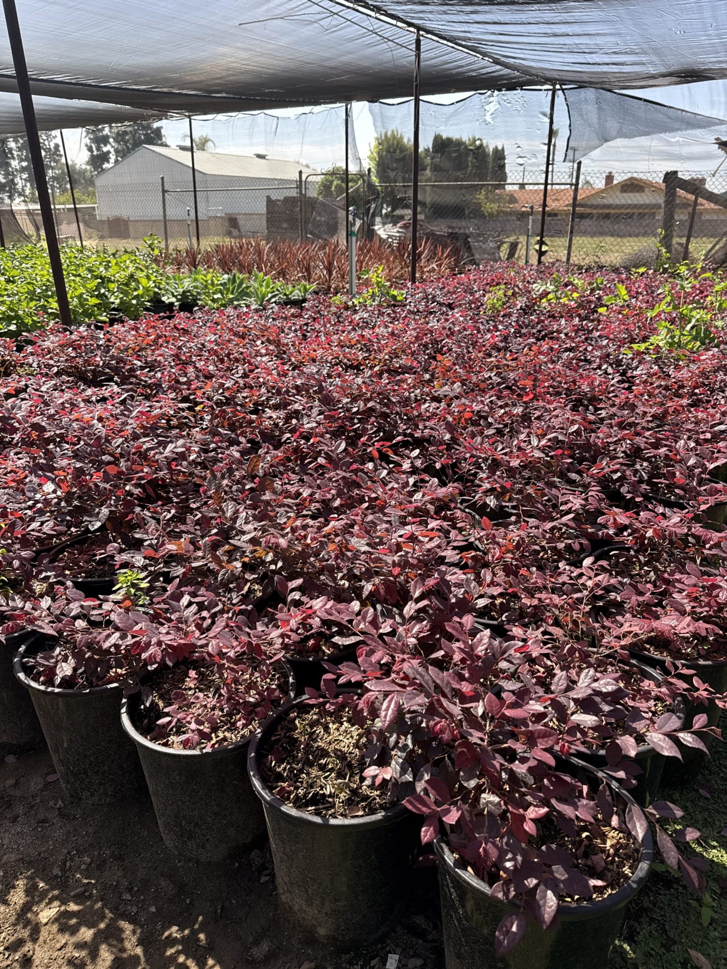 All Season Nursery INC.