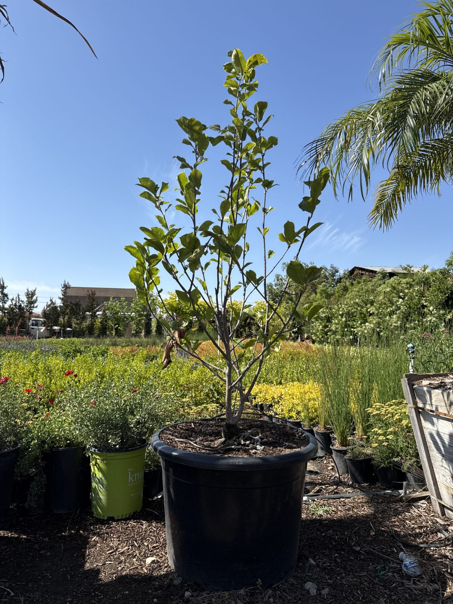 All Season Nursery INC.