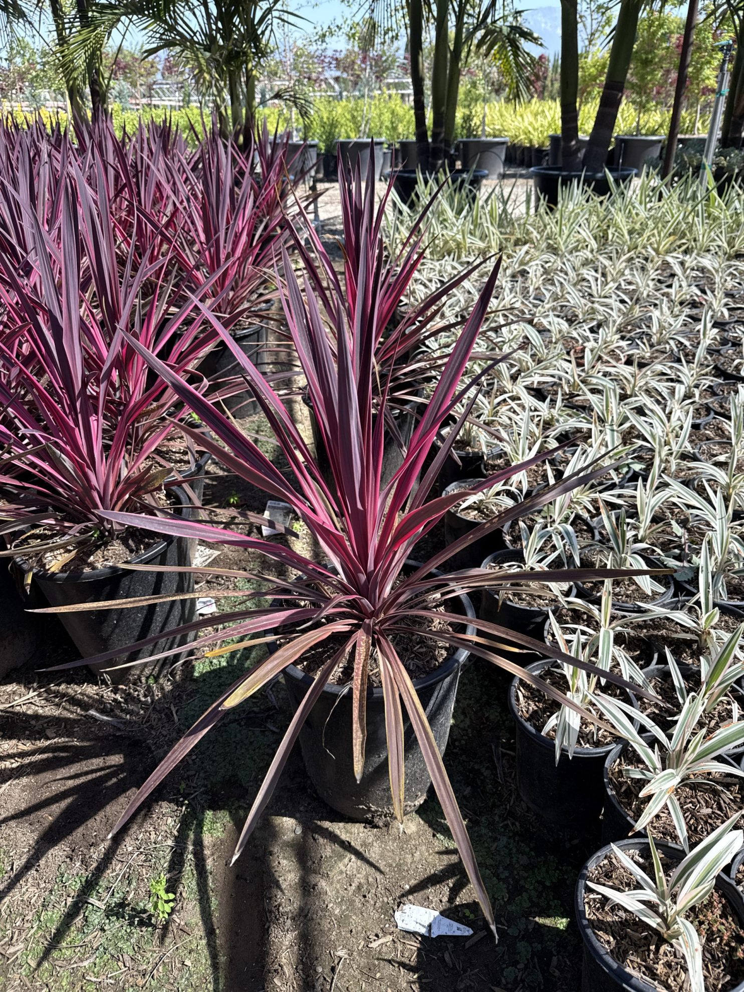 All Season Nursery INC.