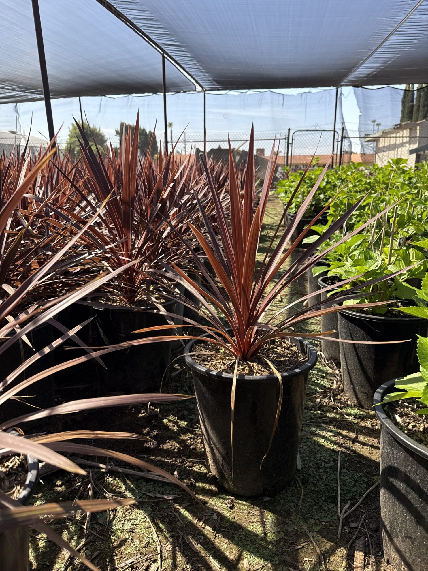 All Season Nursery INC.