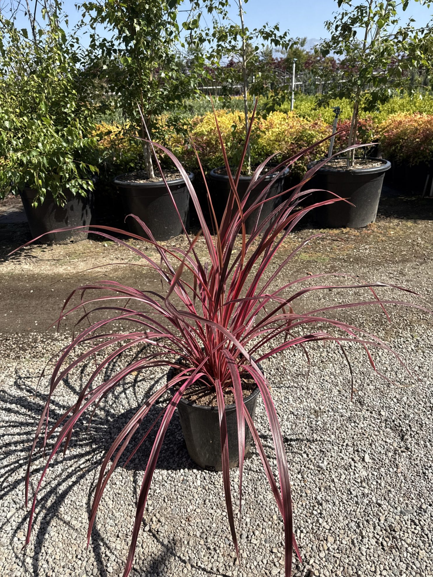 All Season Nursery INC.