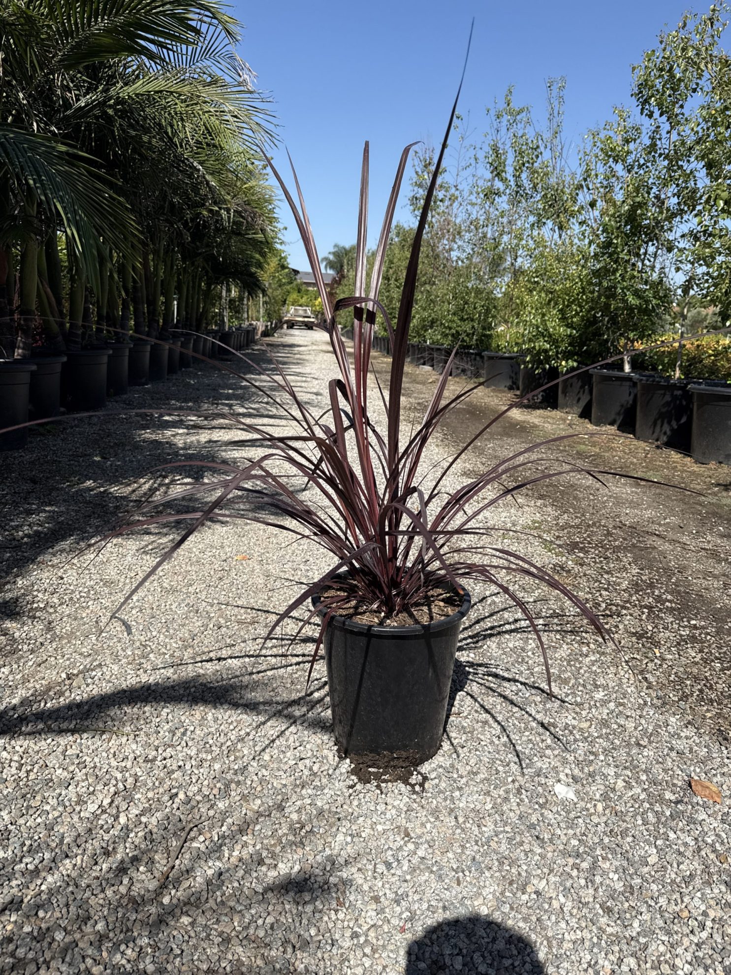 All Season Nursery INC.