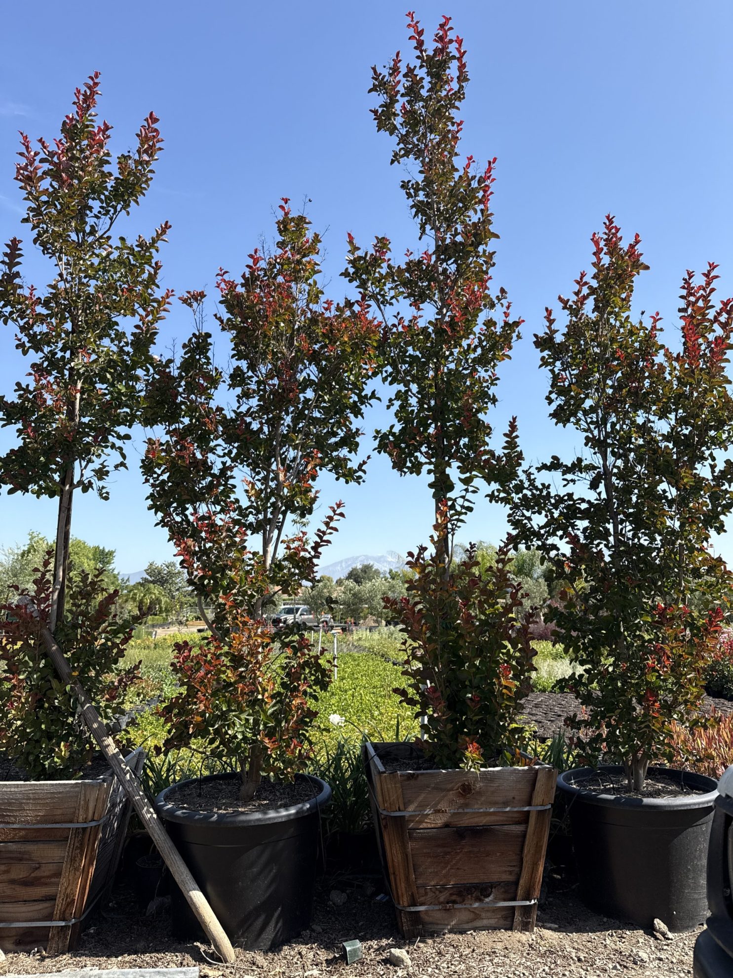 All Season Nursery INC.