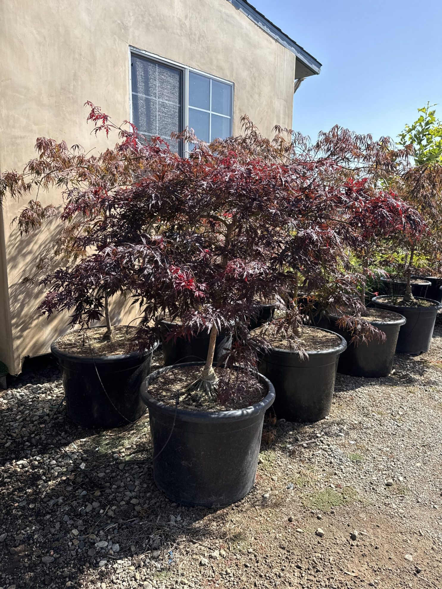 All Season Nursery INC.
