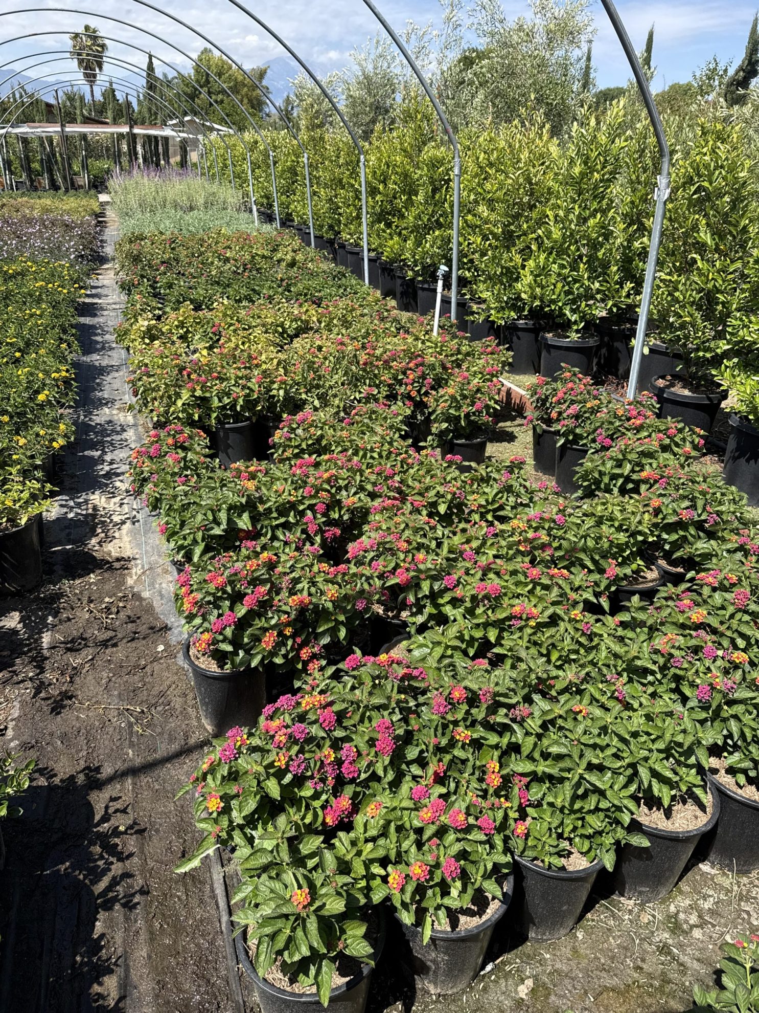 All Season Nursery INC.