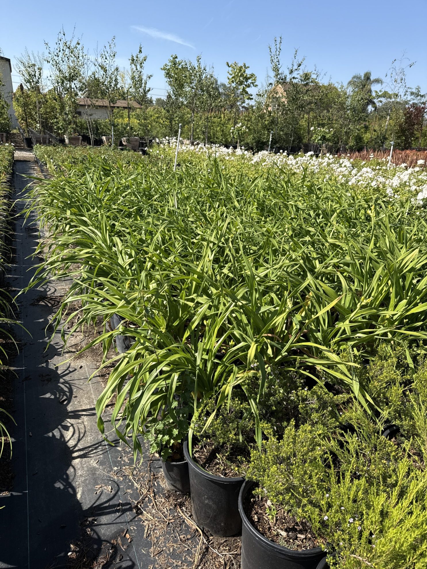 All Season Nursery INC.