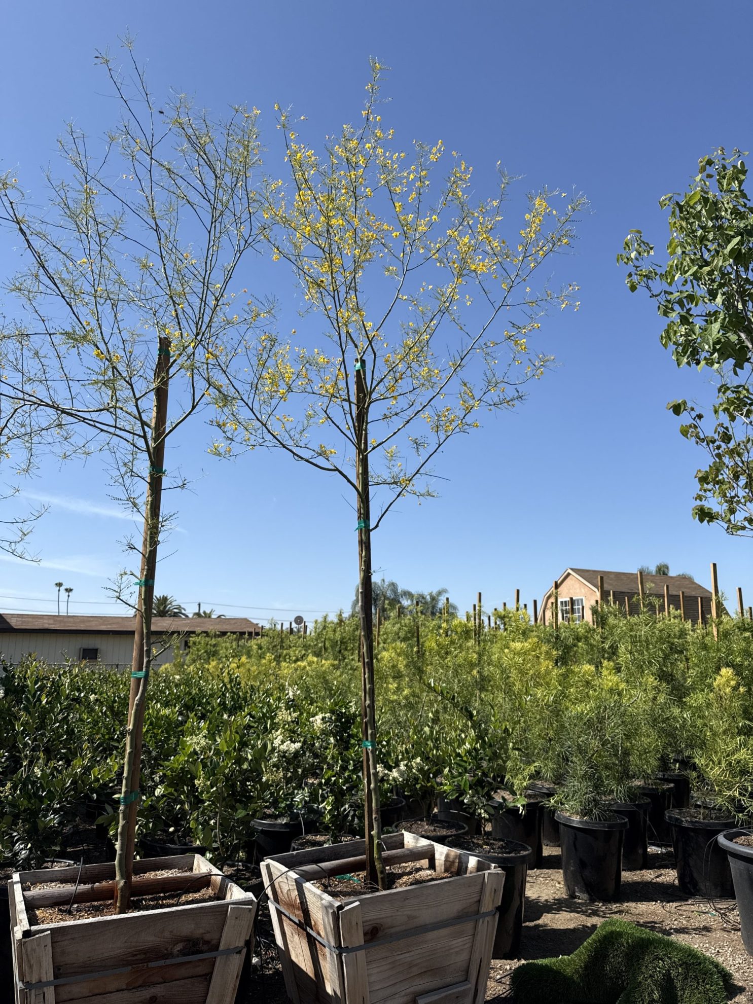All Season Nursery INC.