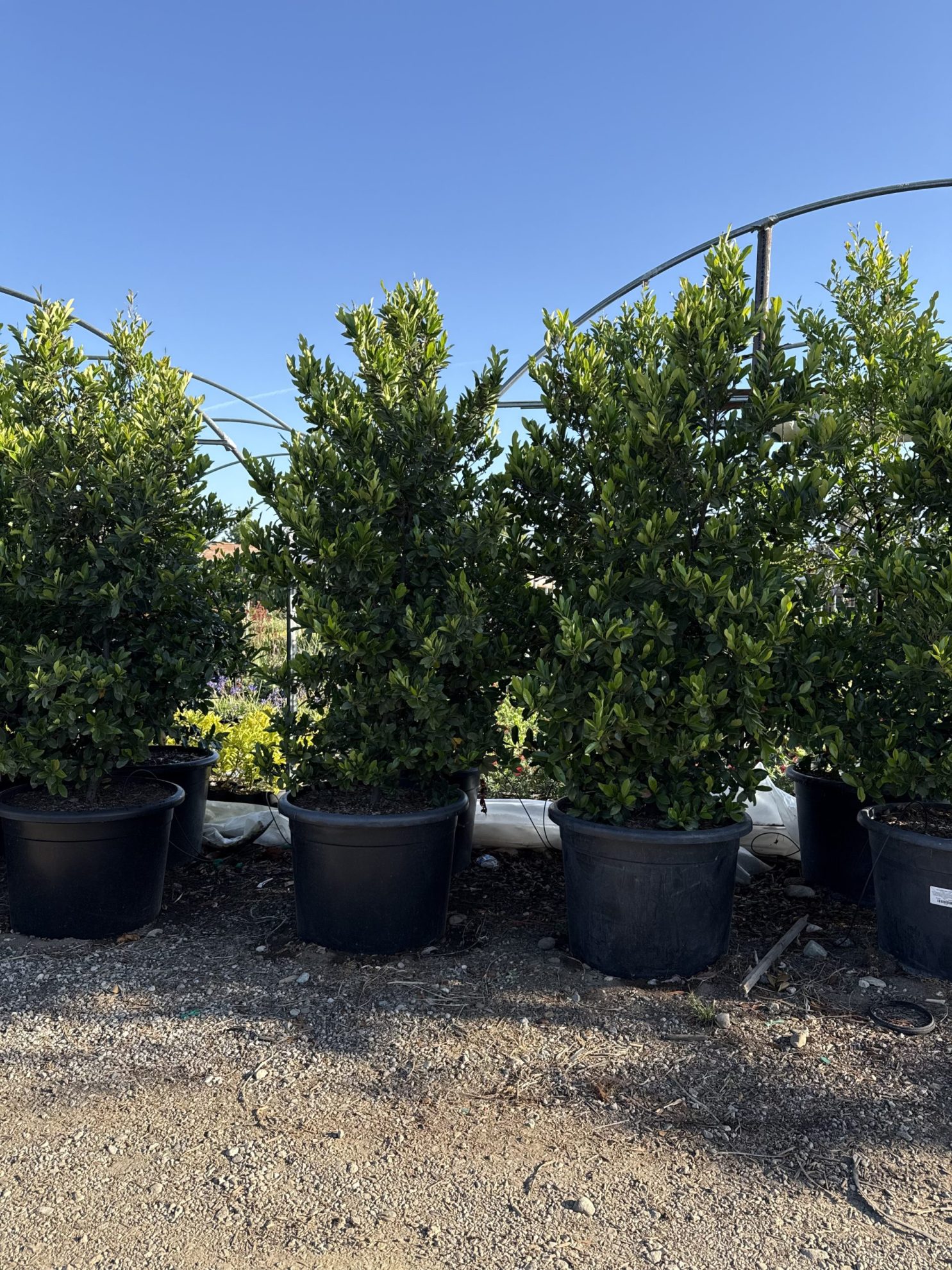 All Season Nursery INC.