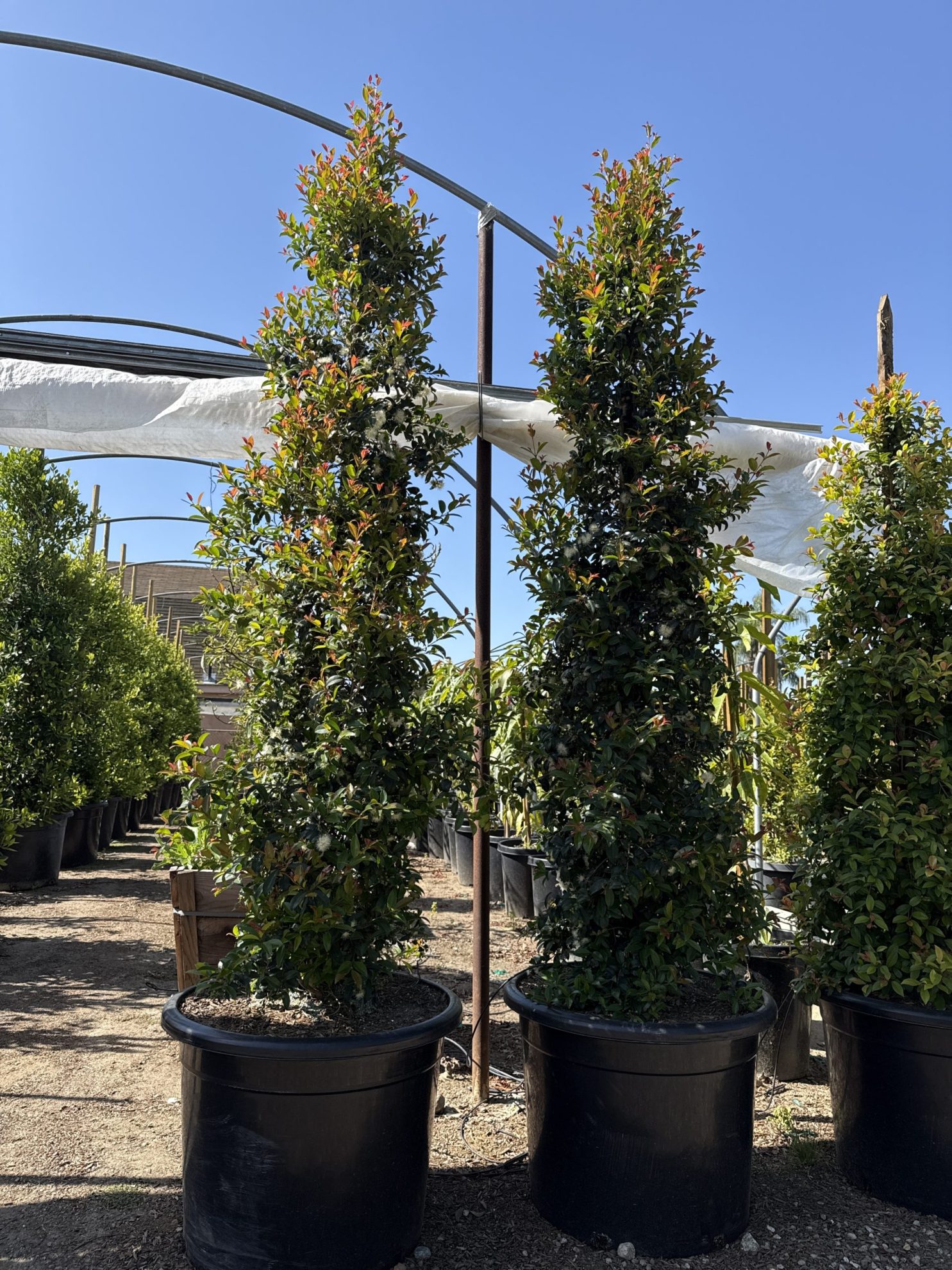 All Season Nursery INC.