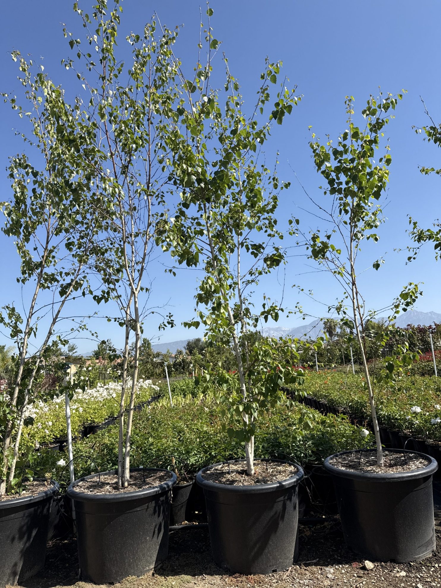 All Season Nursery INC.