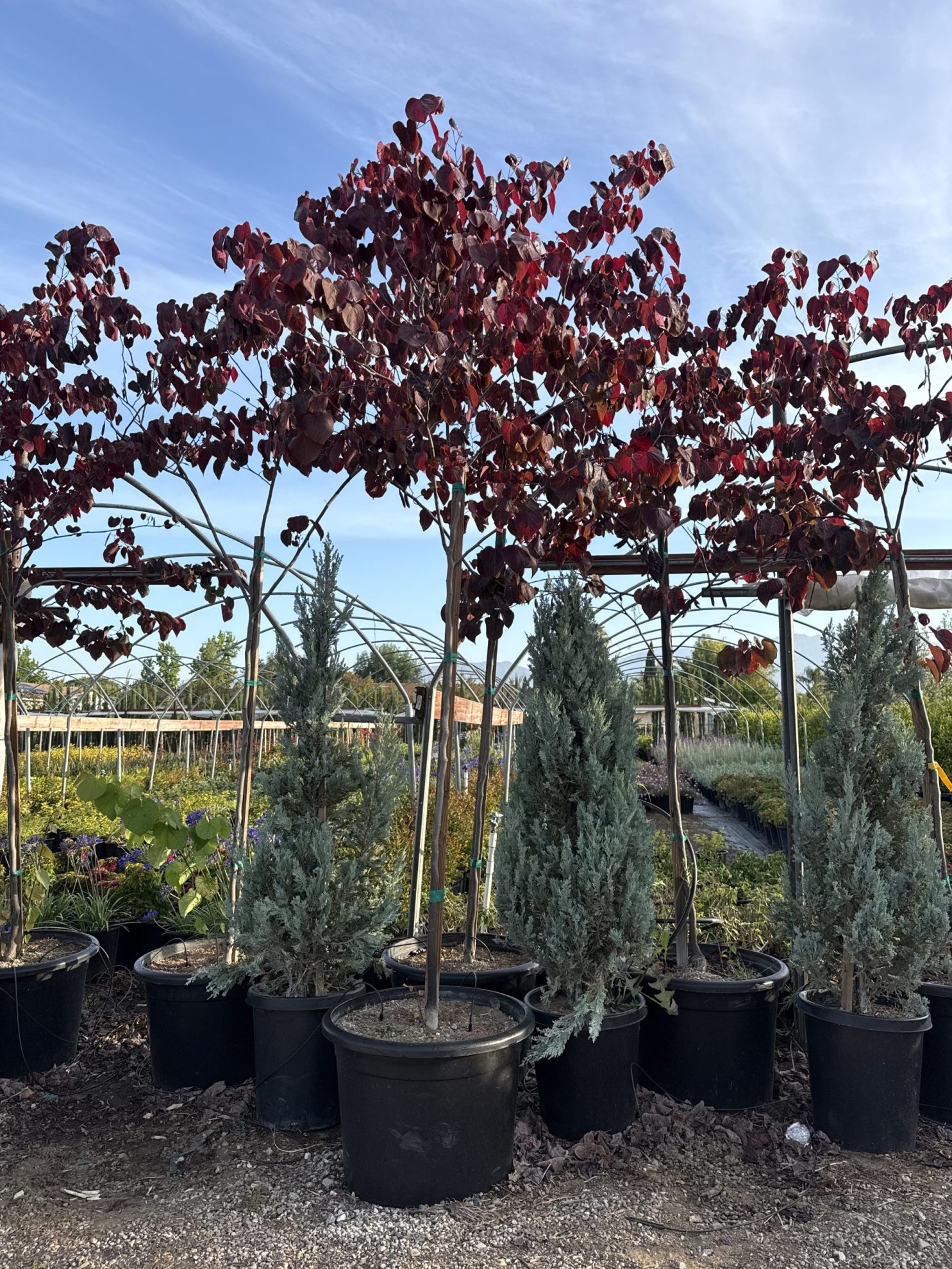 All Season Nursery INC.