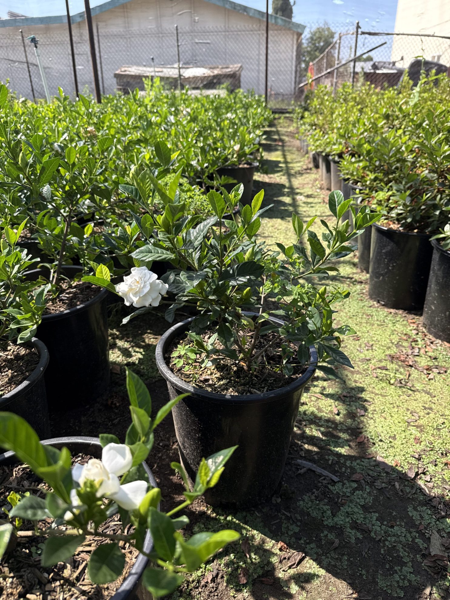 All Season Nursery INC.