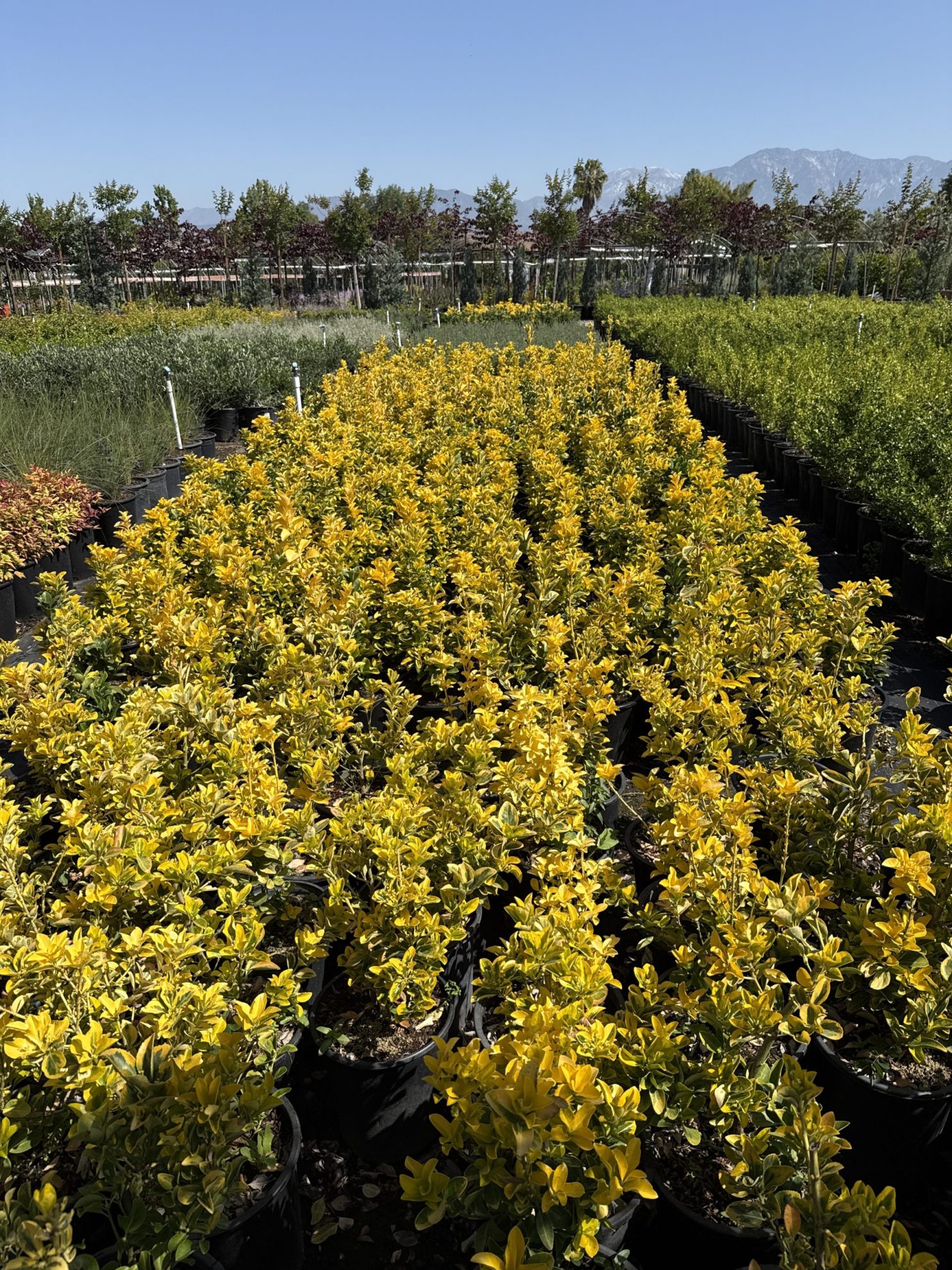 All Season Nursery INC.