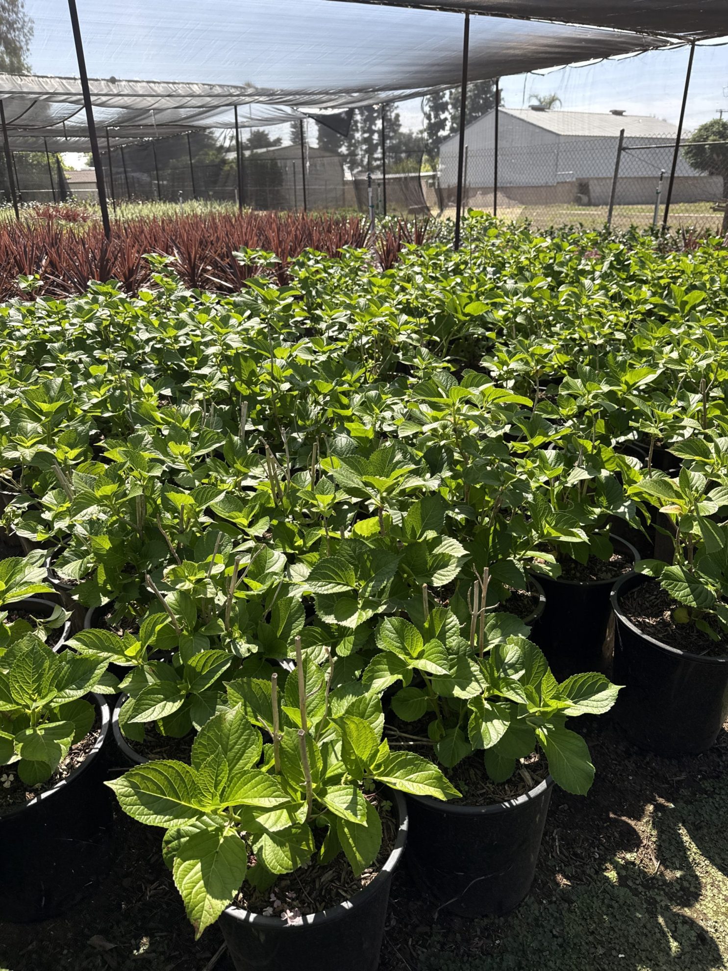 All Season Nursery INC.