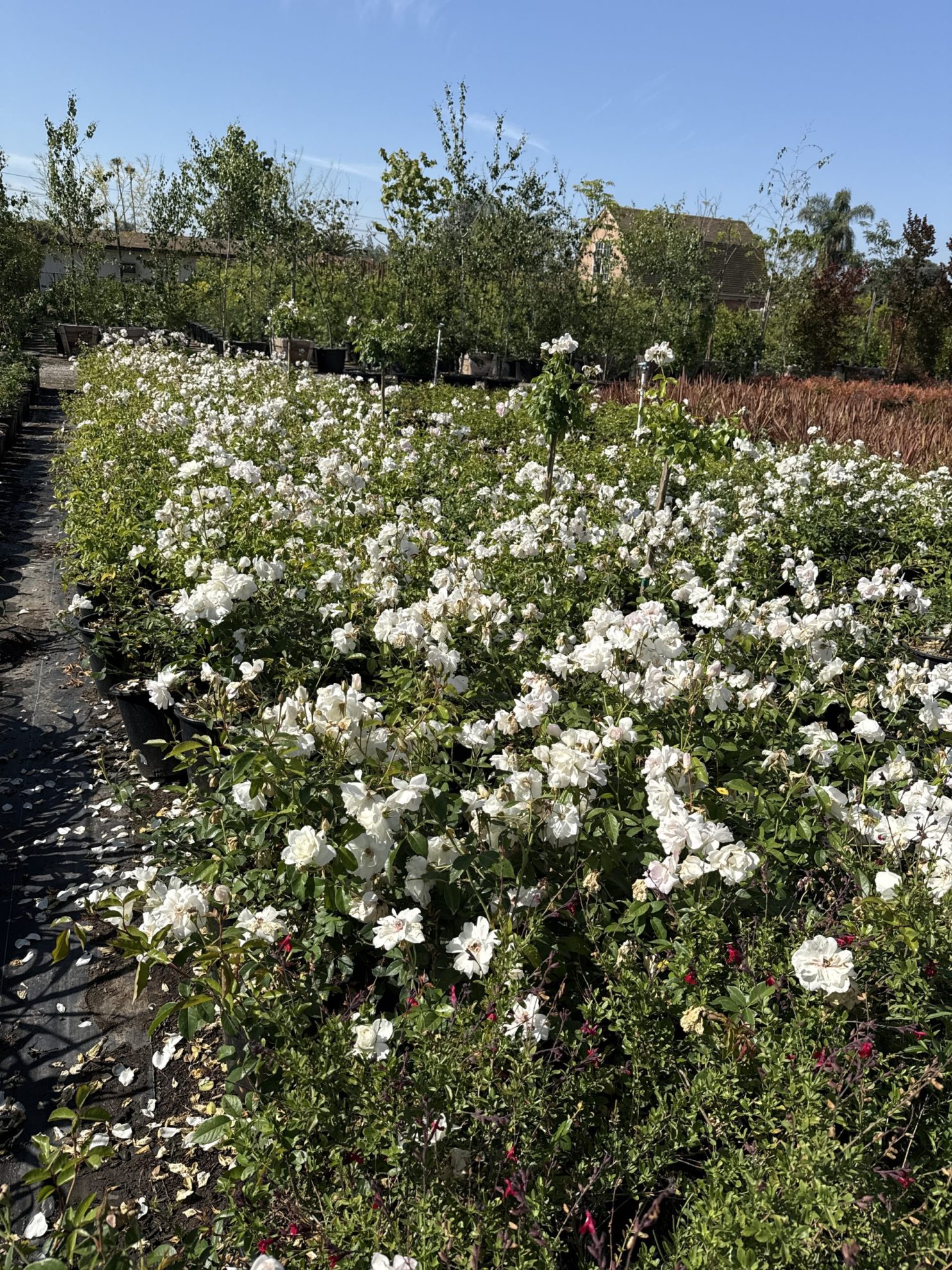 All Season Nursery INC.