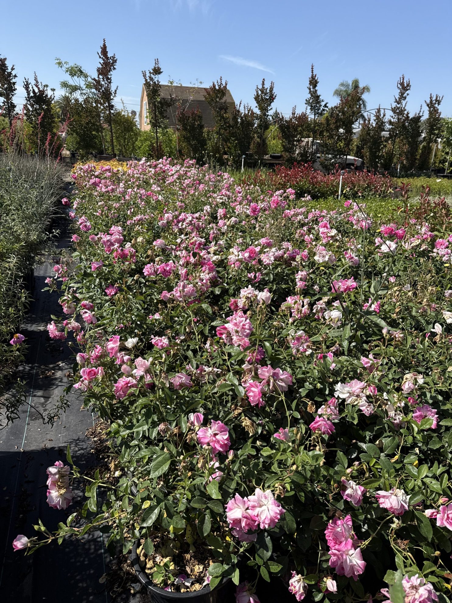 All Season Nursery INC.