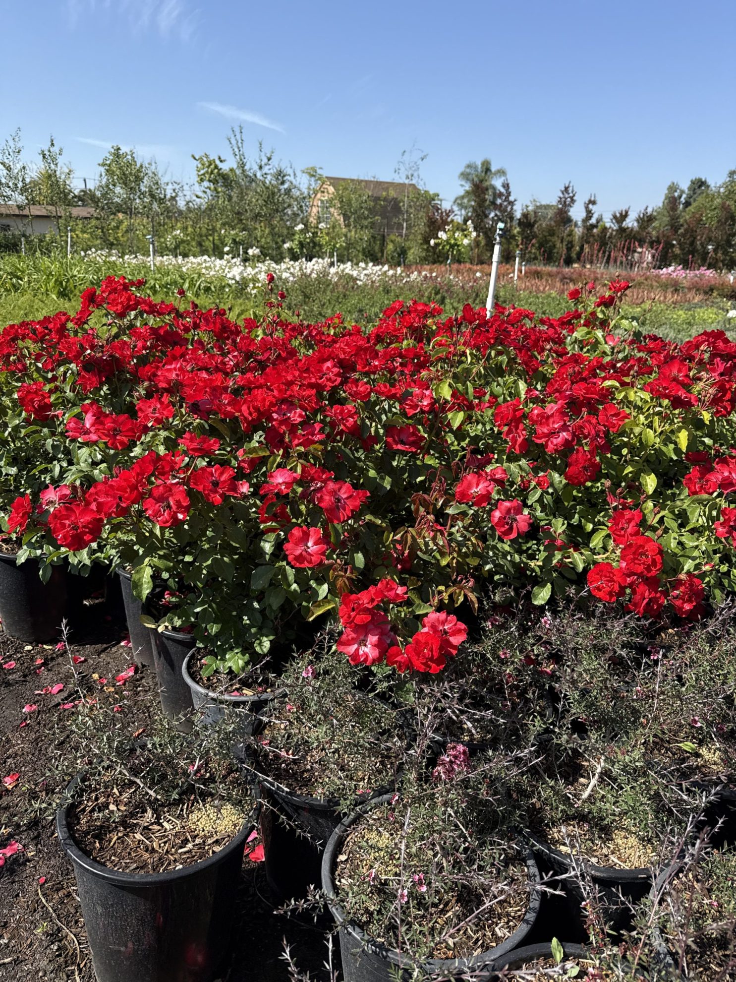 All Season Nursery INC.