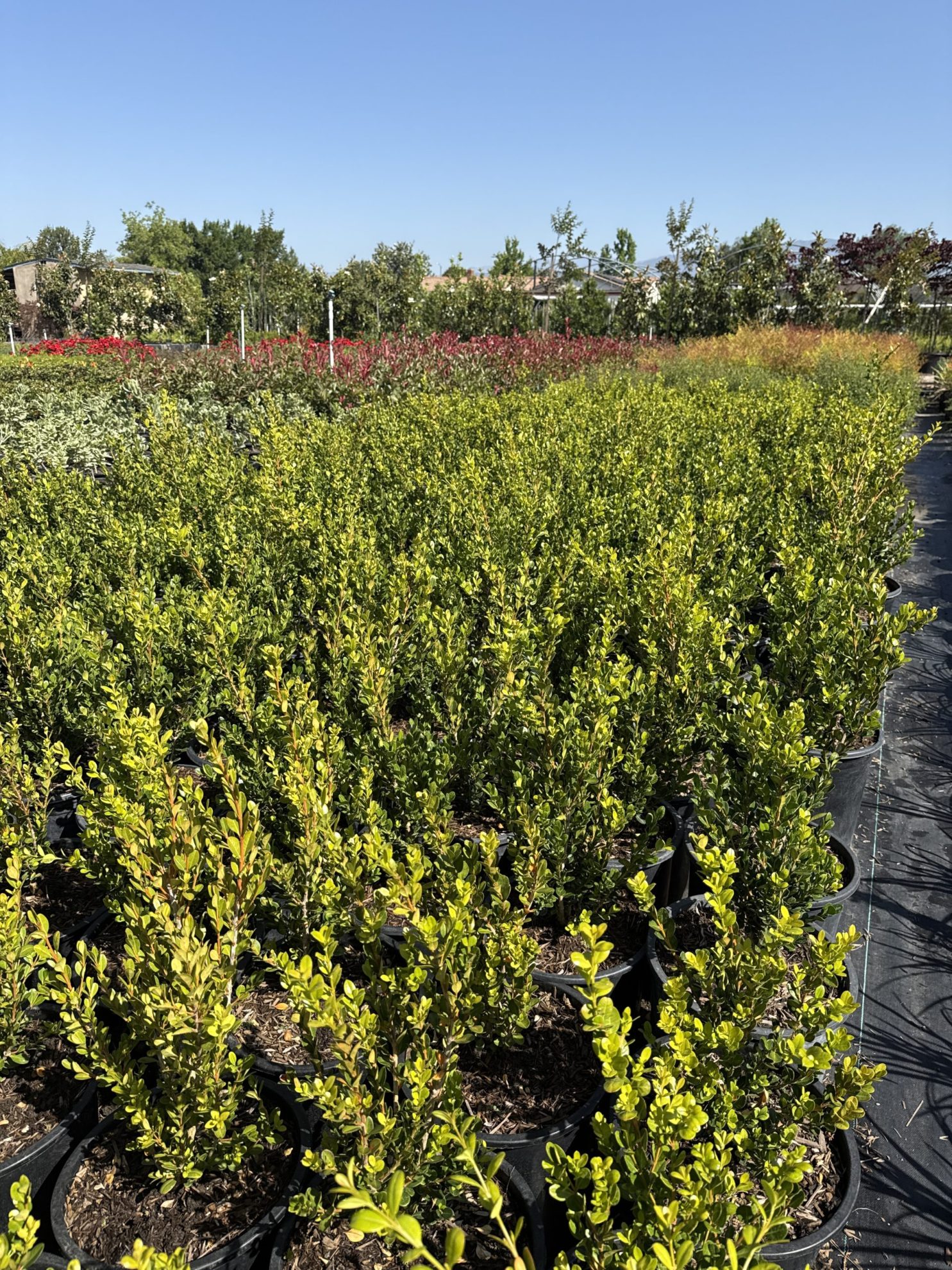 All Season Nursery INC.