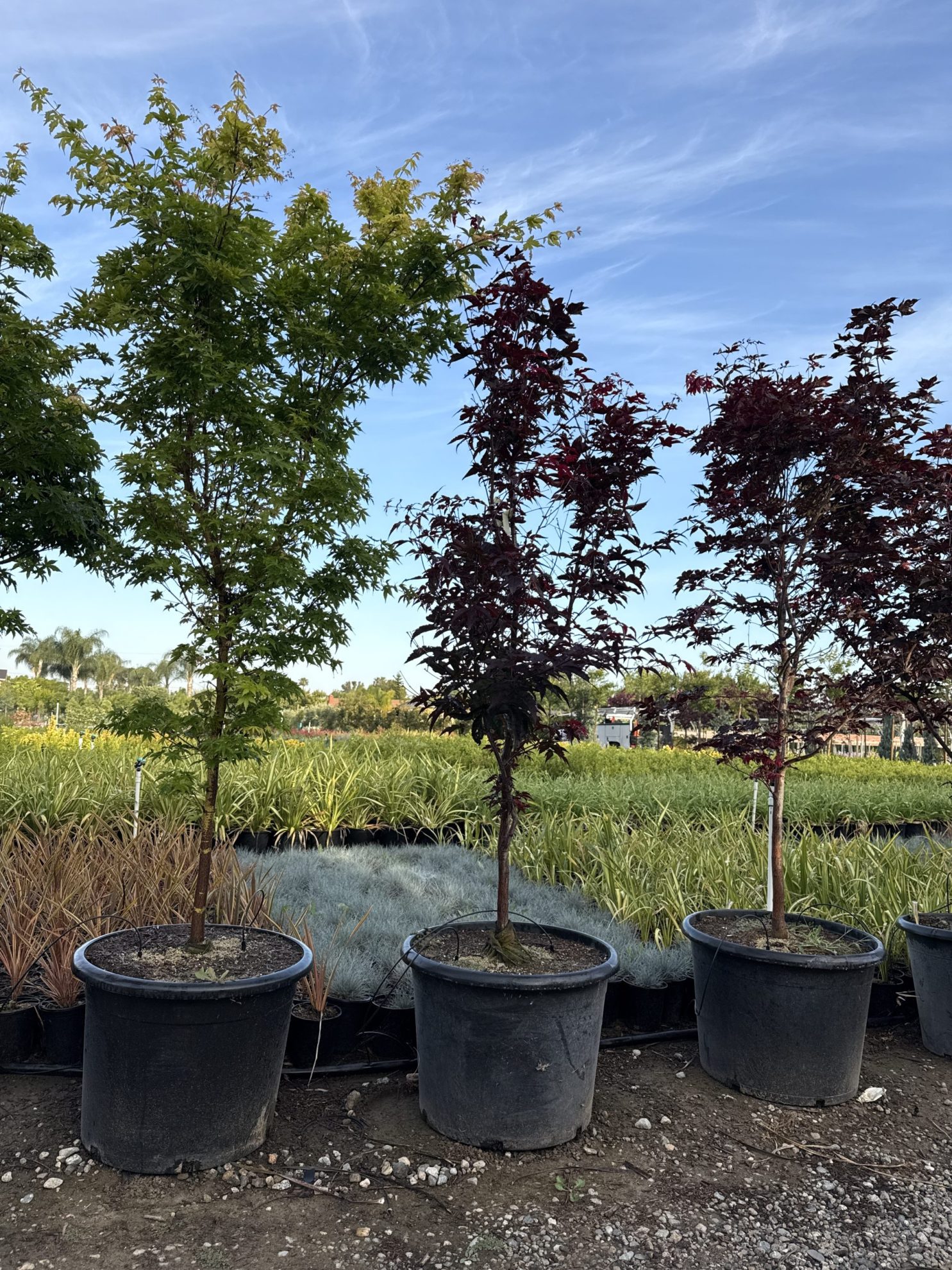 All Season Nursery INC.