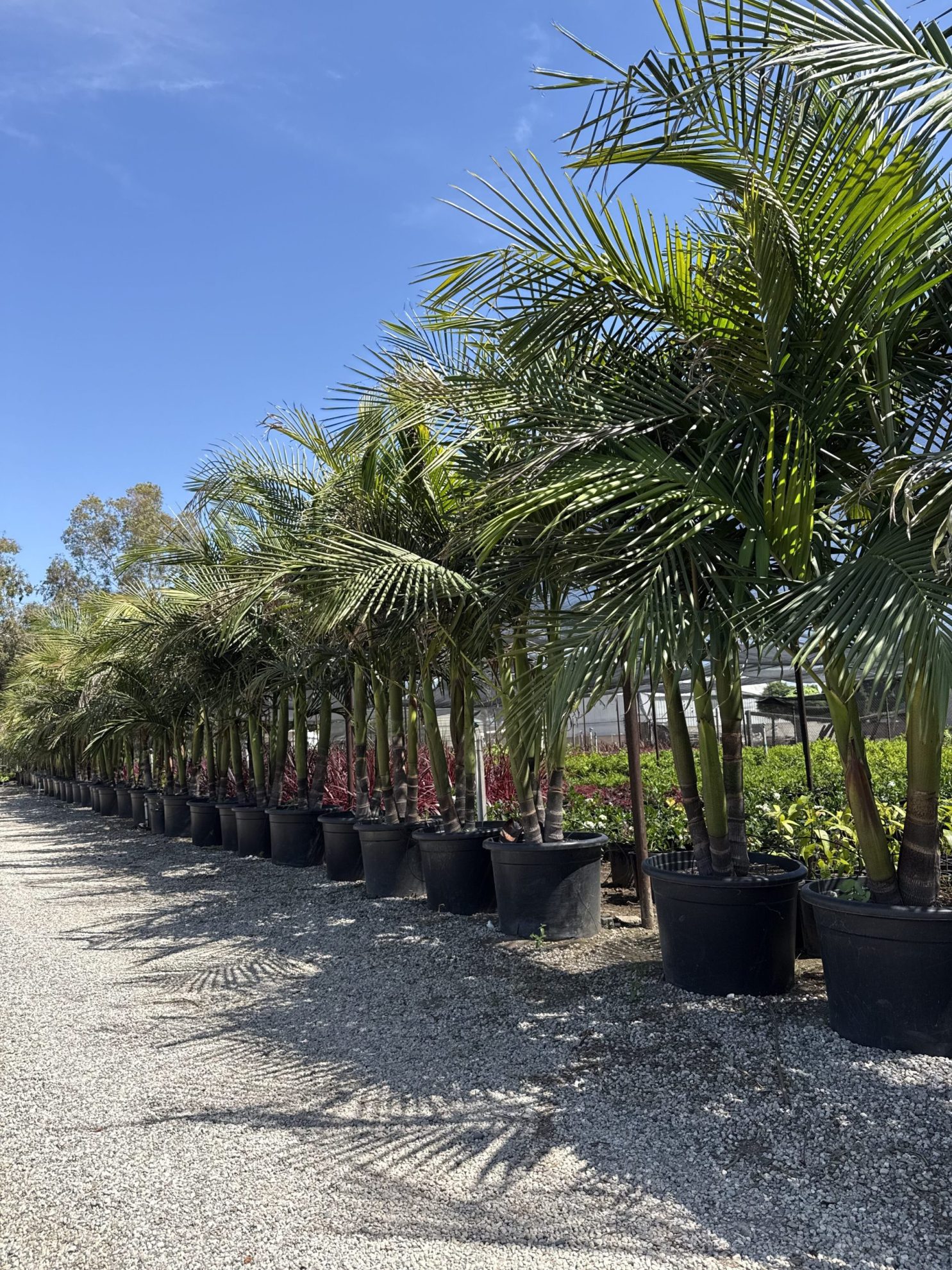 All Season Nursery INC.