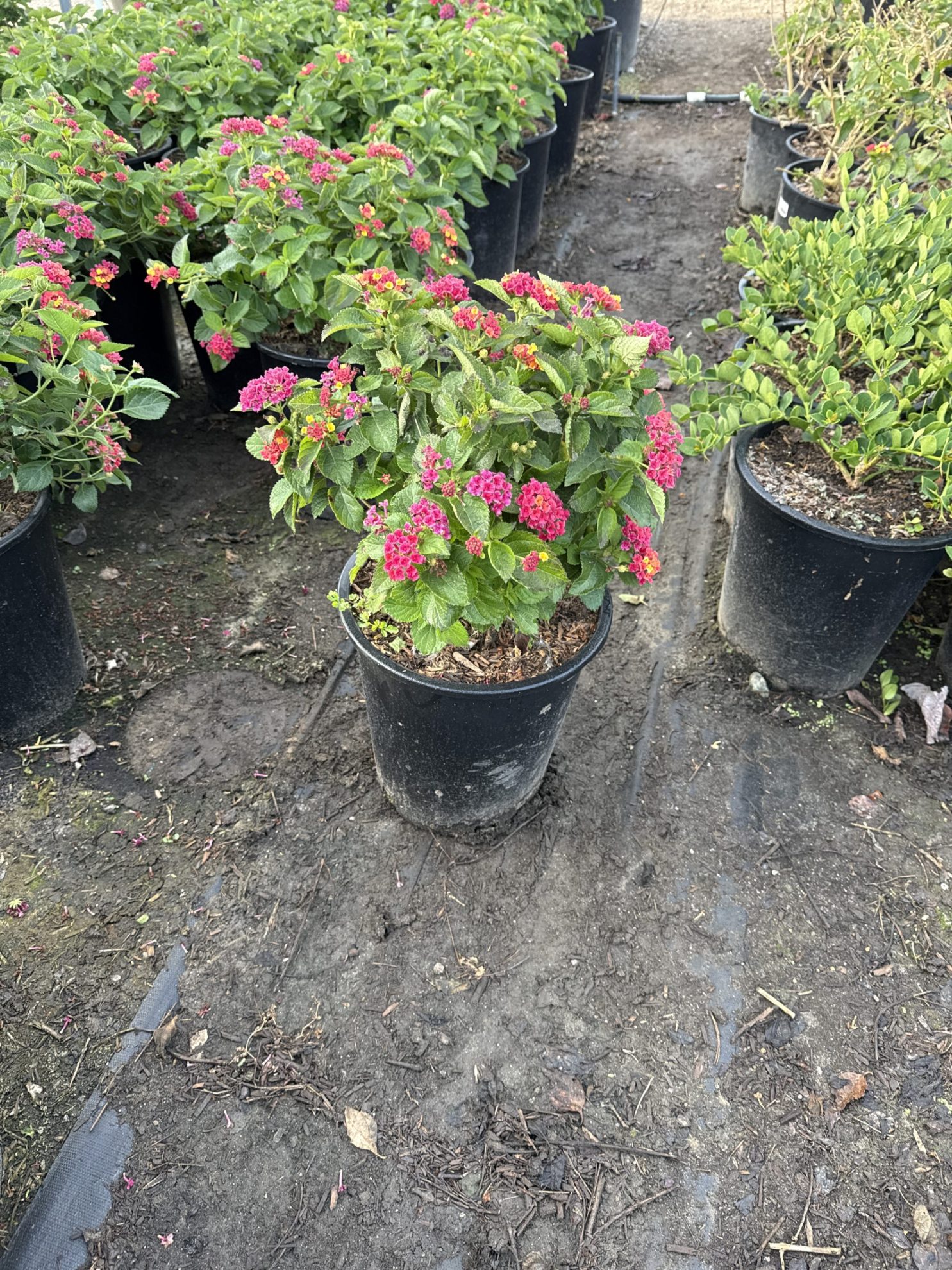 All Season Nursery INC.