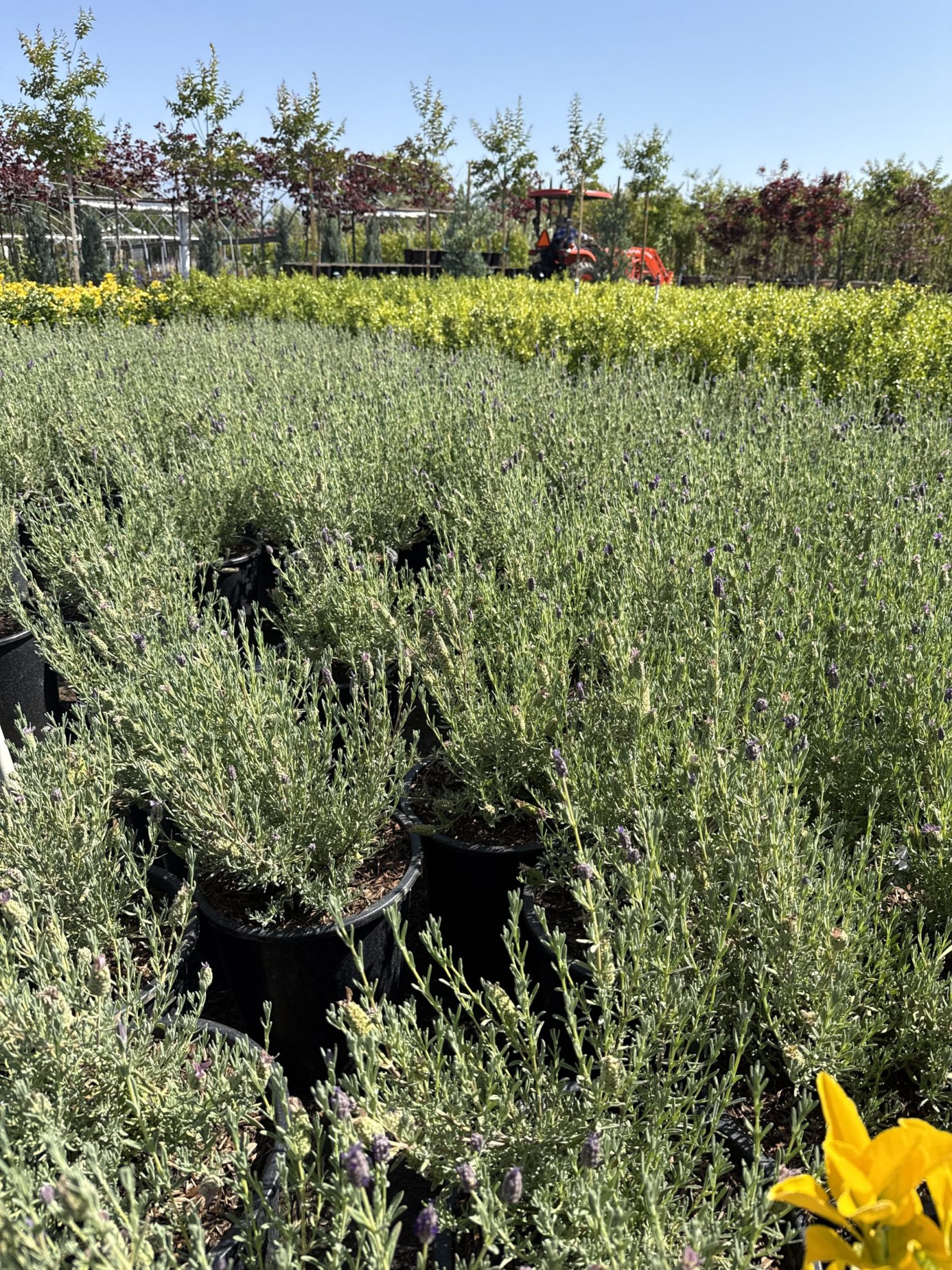 All Season Nursery INC.