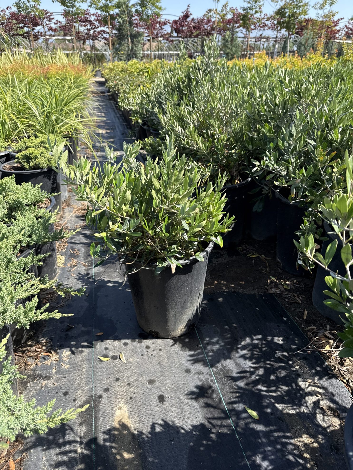 All Season Nursery INC.