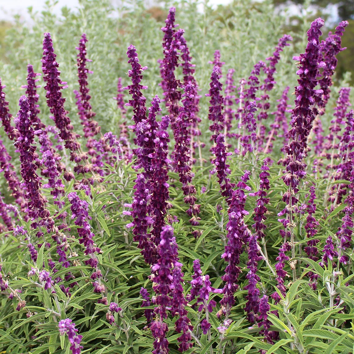 All Season Nursery INC.