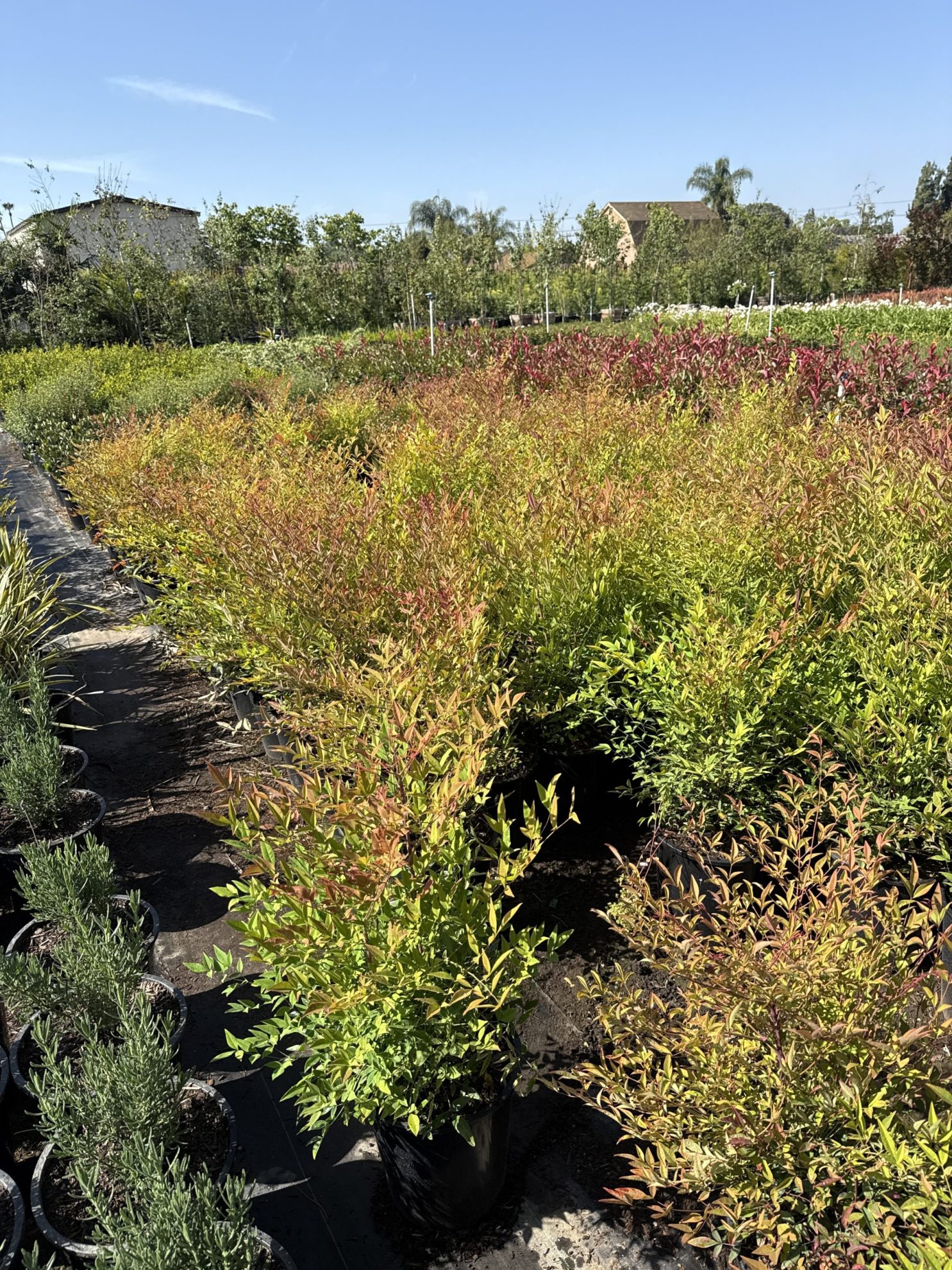 All Season Nursery INC.