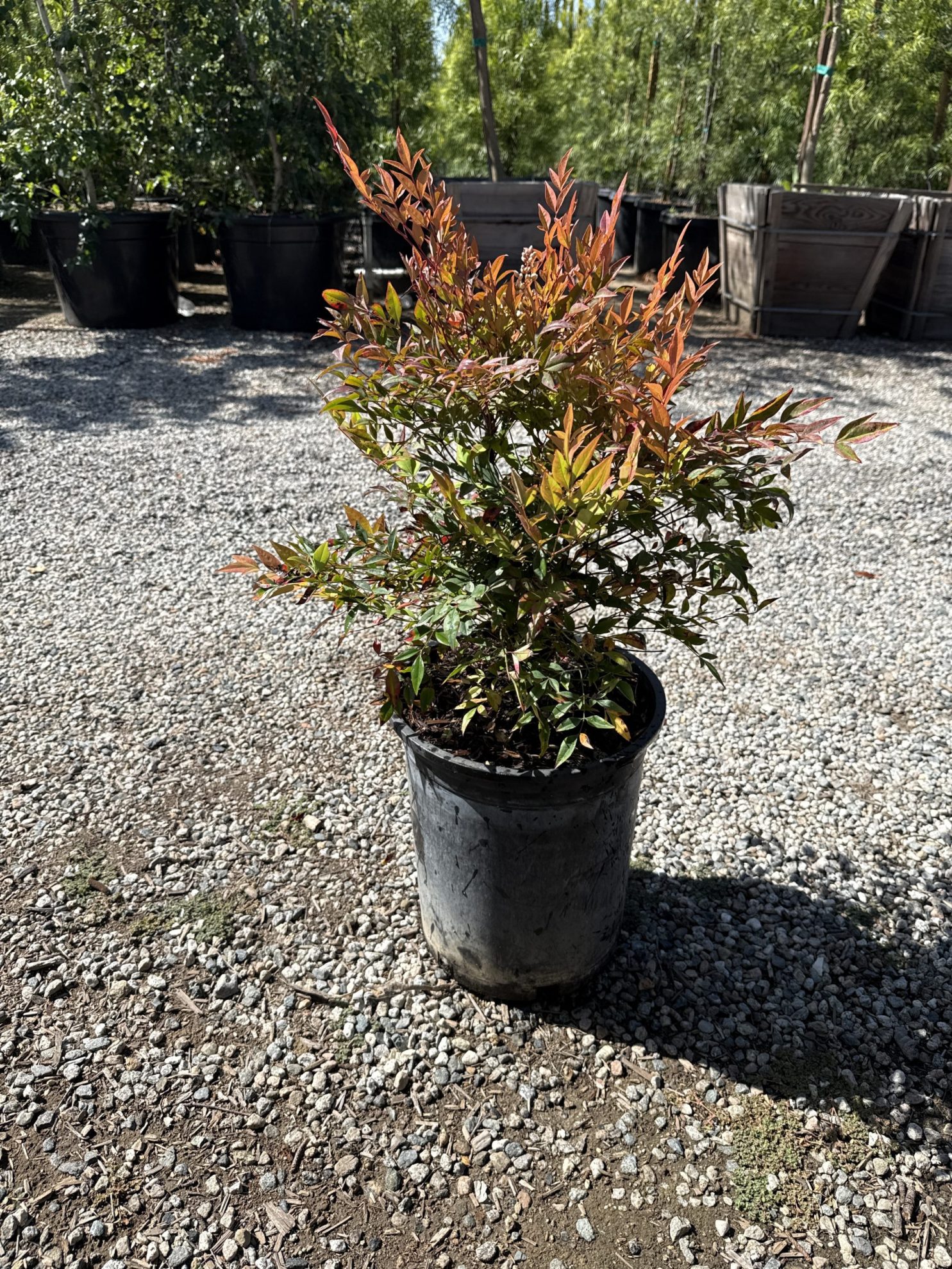 All Season Nursery INC.