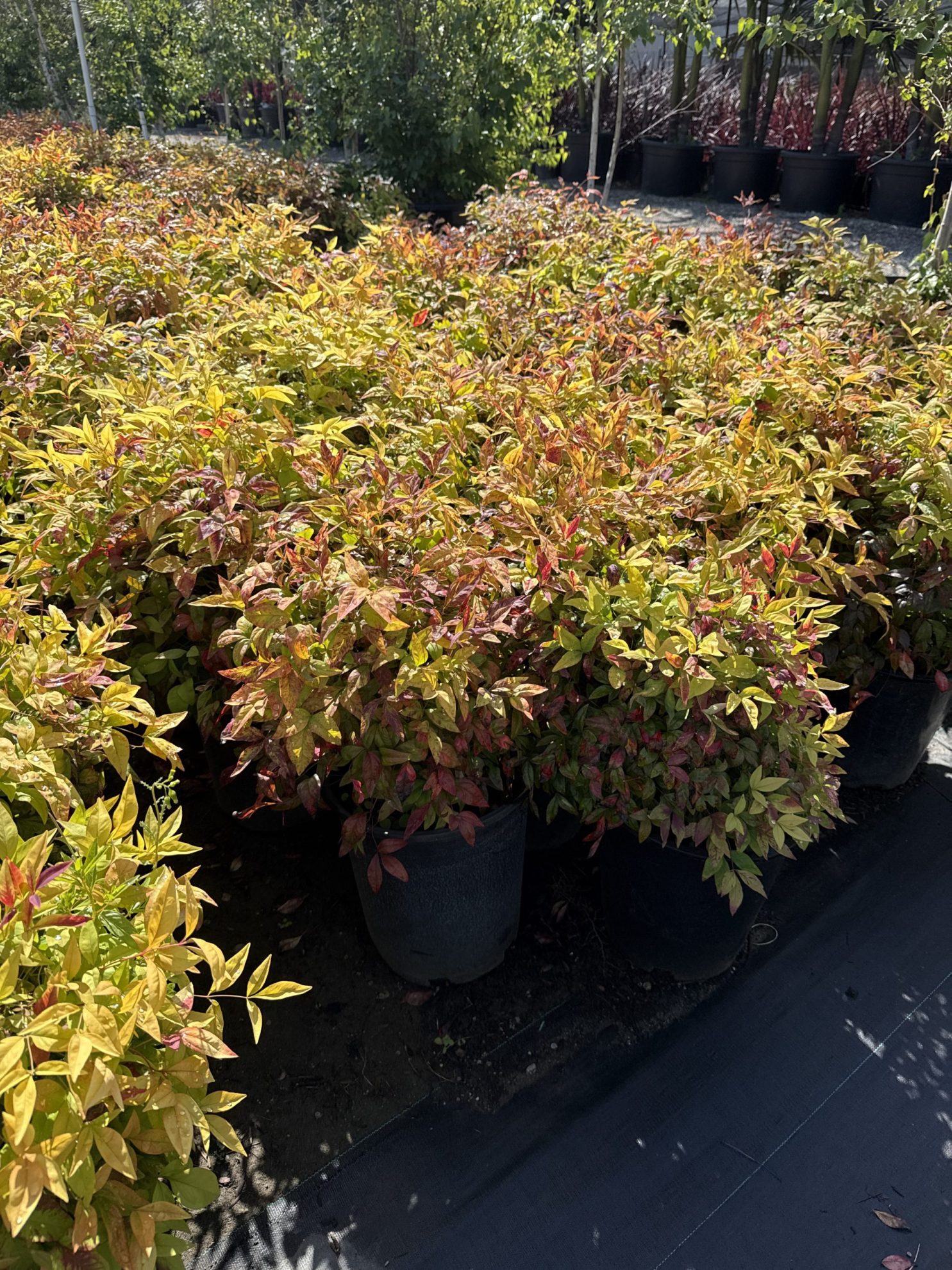 All Season Nursery INC.