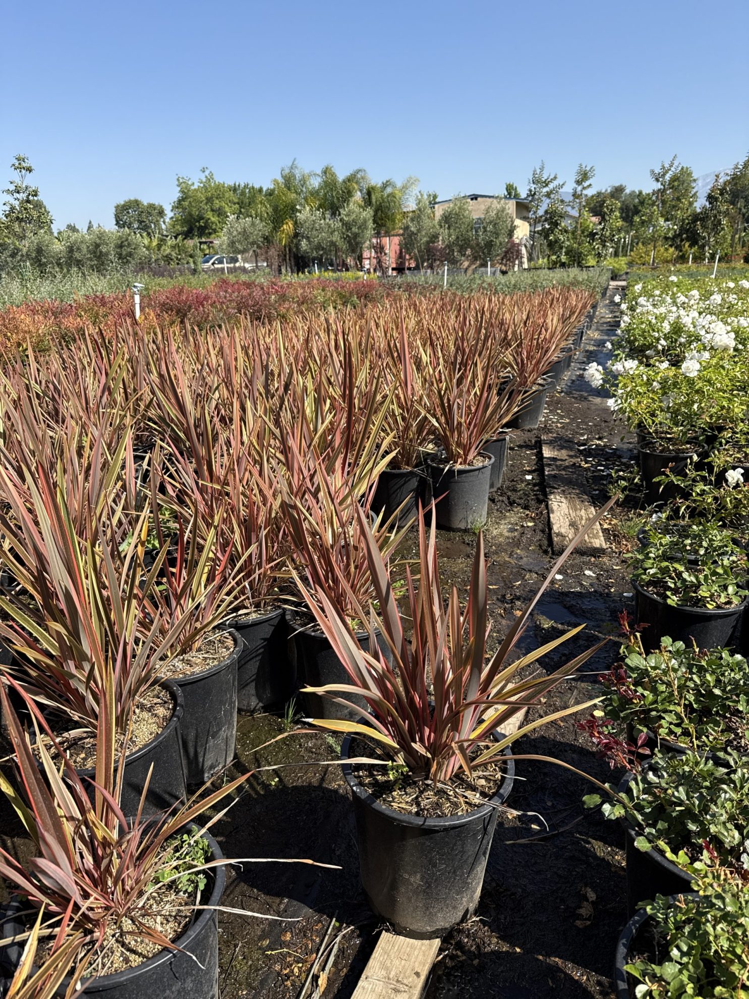 All Season Nursery INC.
