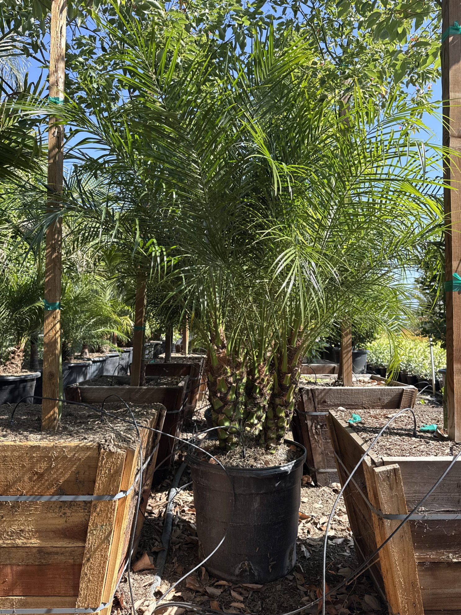 All Season Nursery INC.