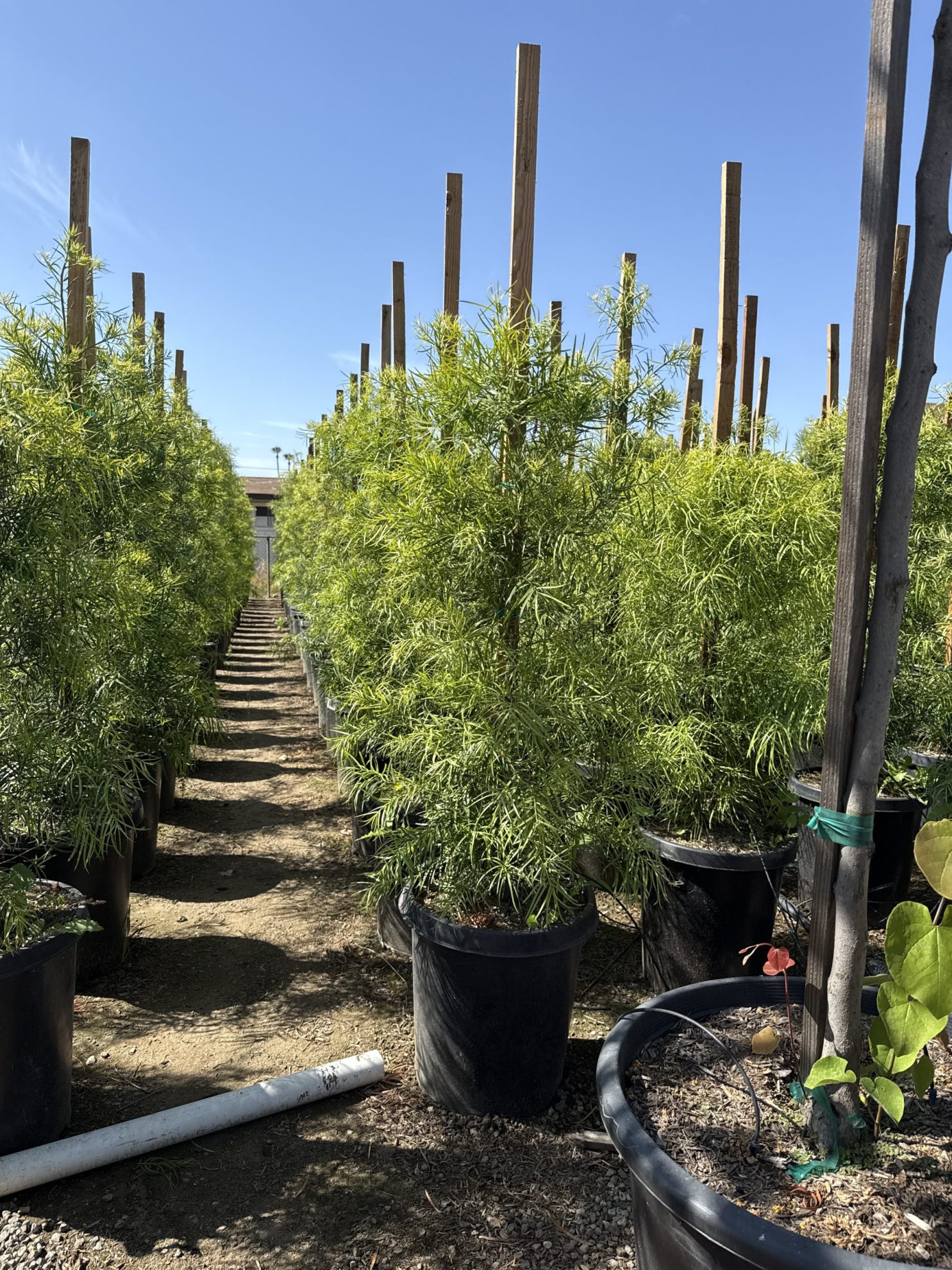 All Season Nursery INC.