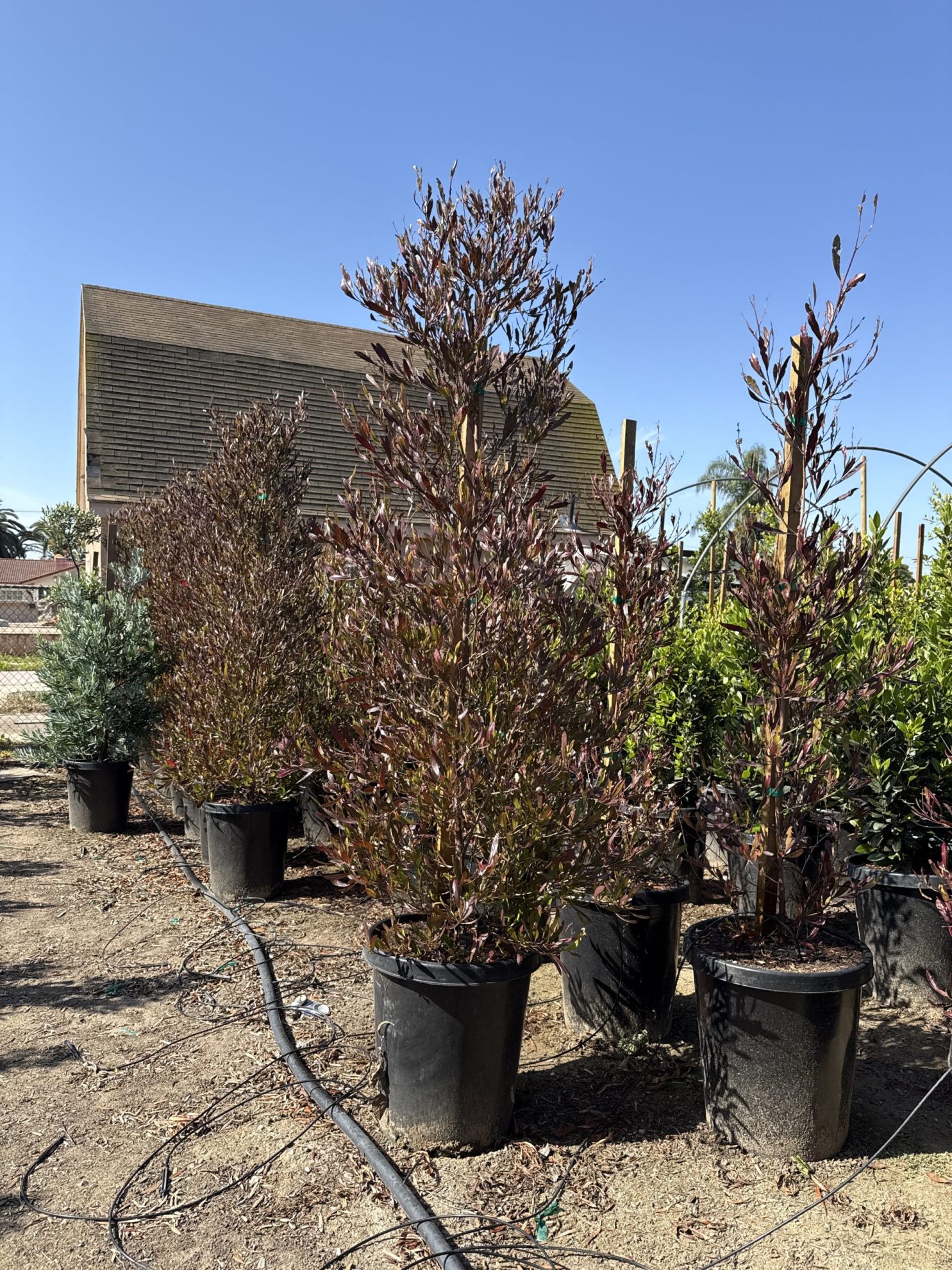 All Season Nursery INC.