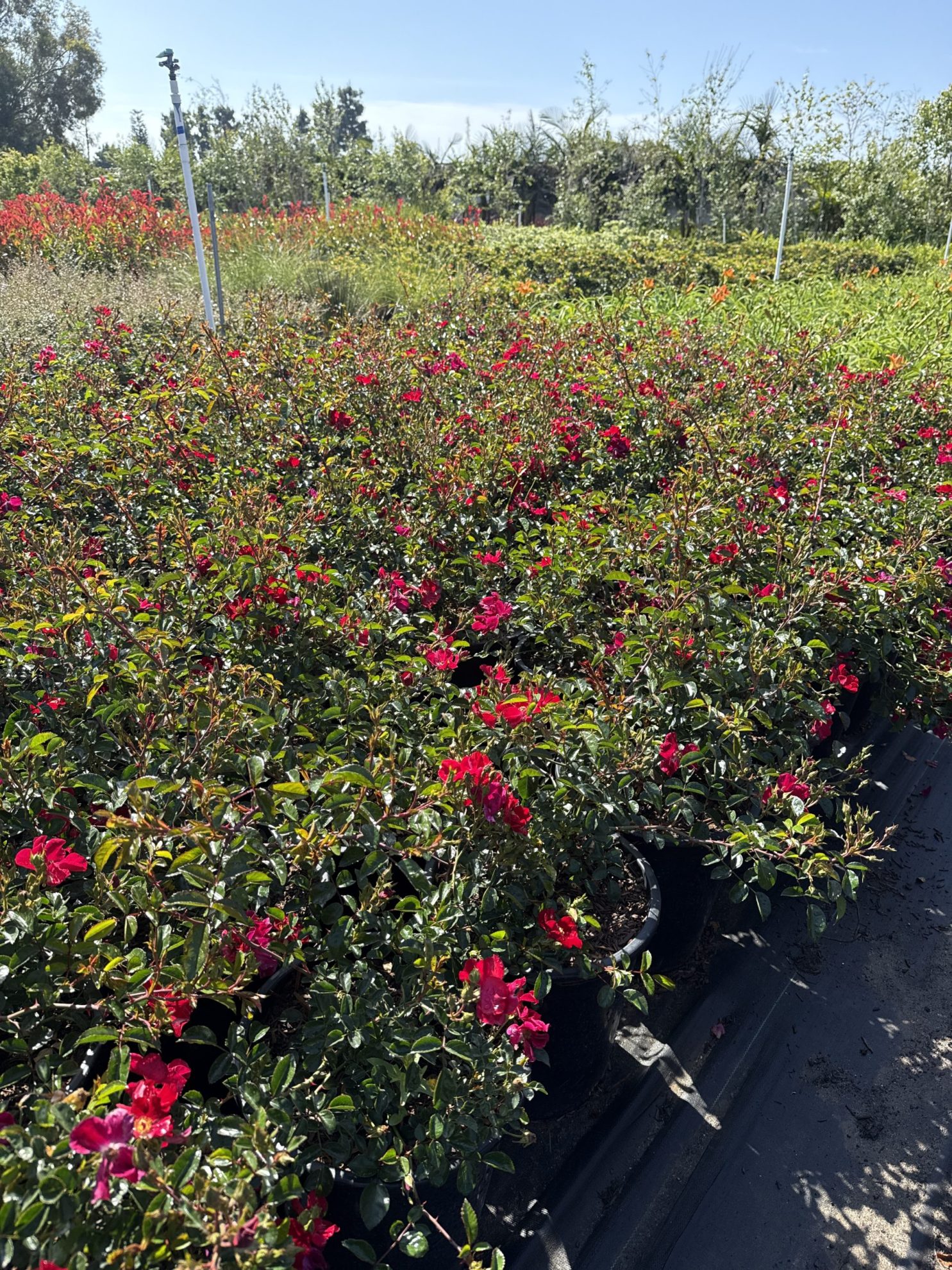 All Season Nursery INC.