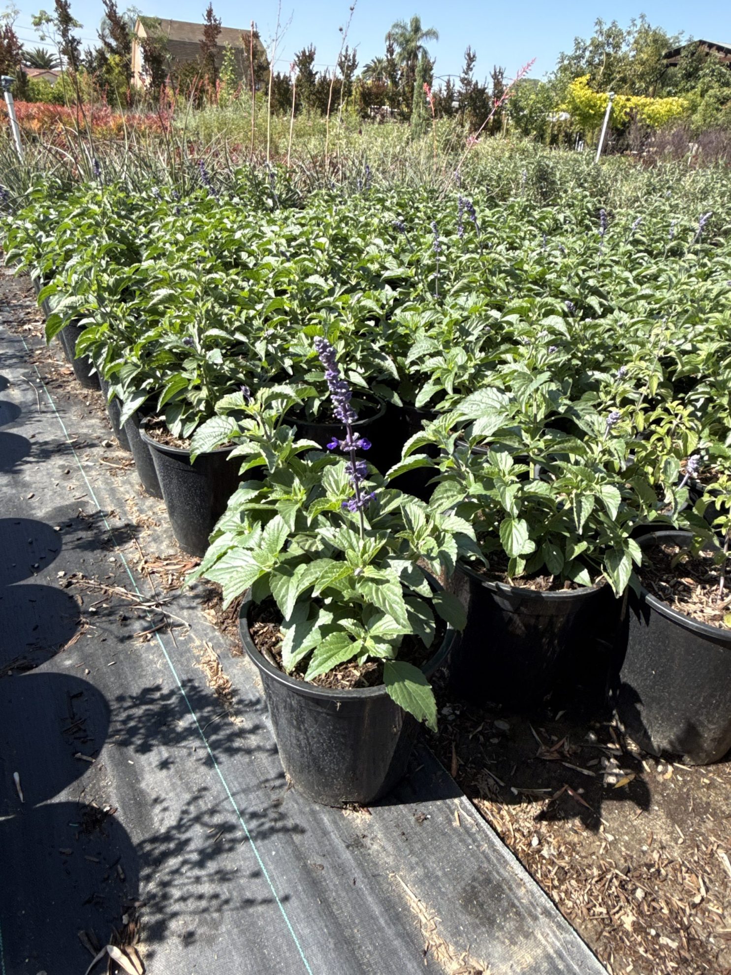 All Season Nursery INC.